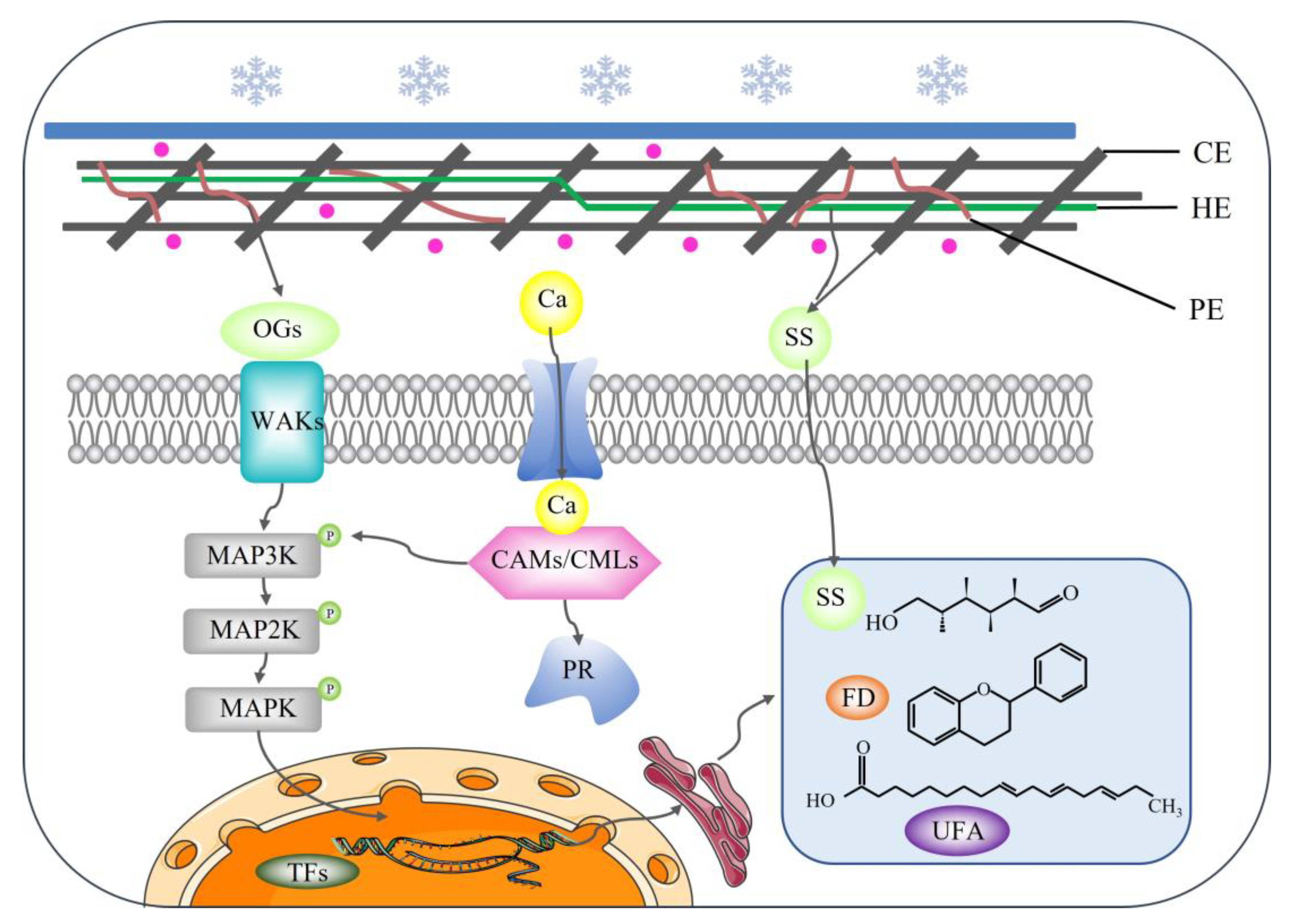 Ijms 24 03884 g009 Ijms 24 03884 g009