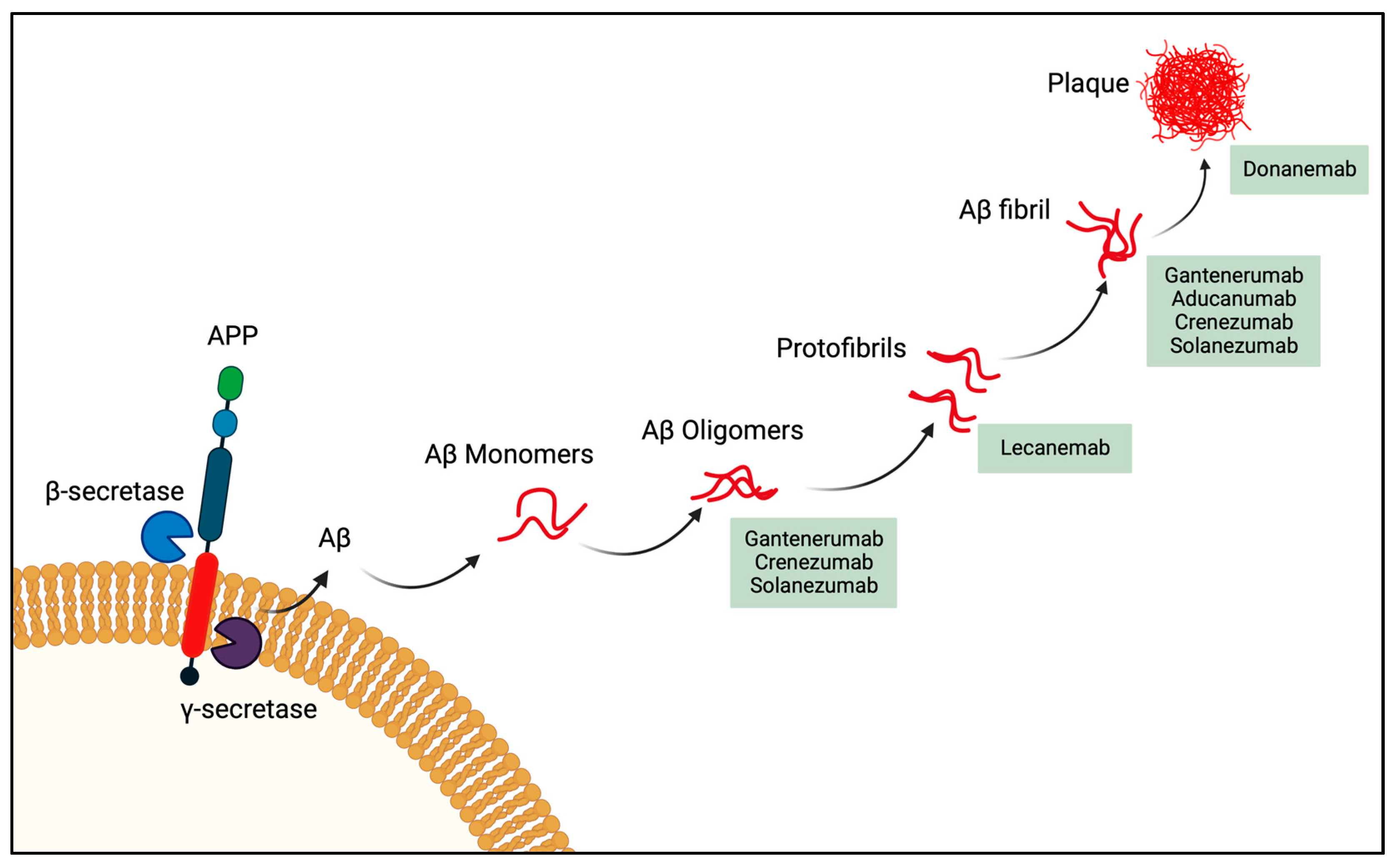 IJMS Free FullText Alzheimer’s Disease A Brief History of