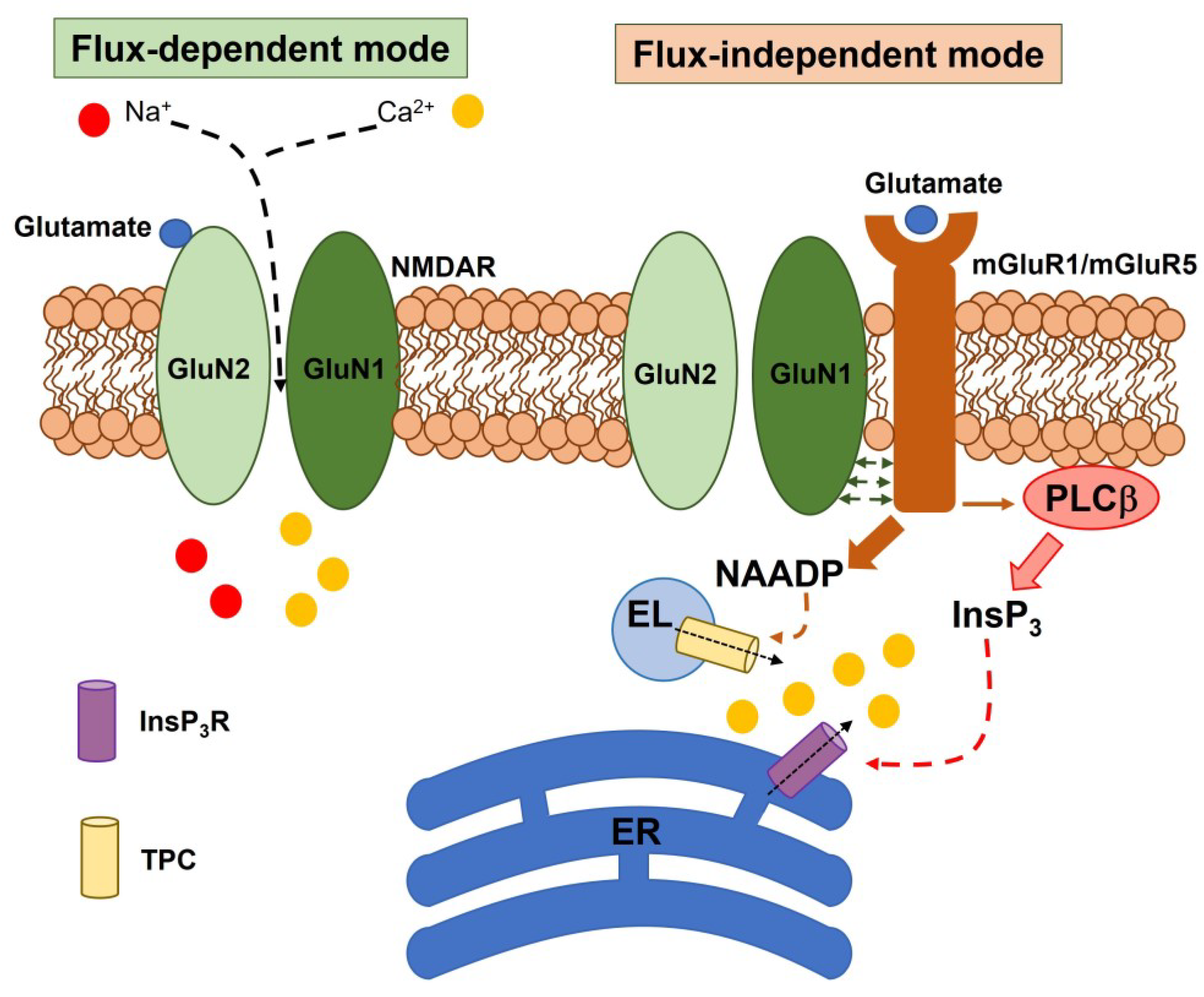 Nmda n-methyl-d-aspartate receptor hot sale
