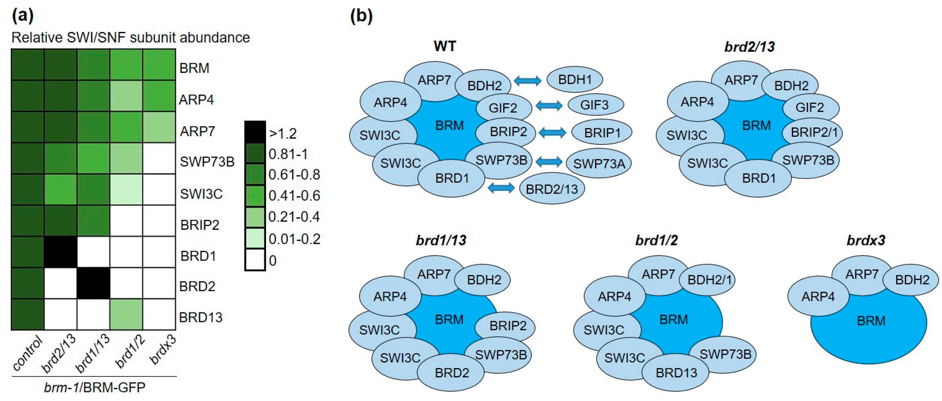 IJMS | Free Full-Text | BRM Complex in Arabidopsis Adopts ncBAF-like ...