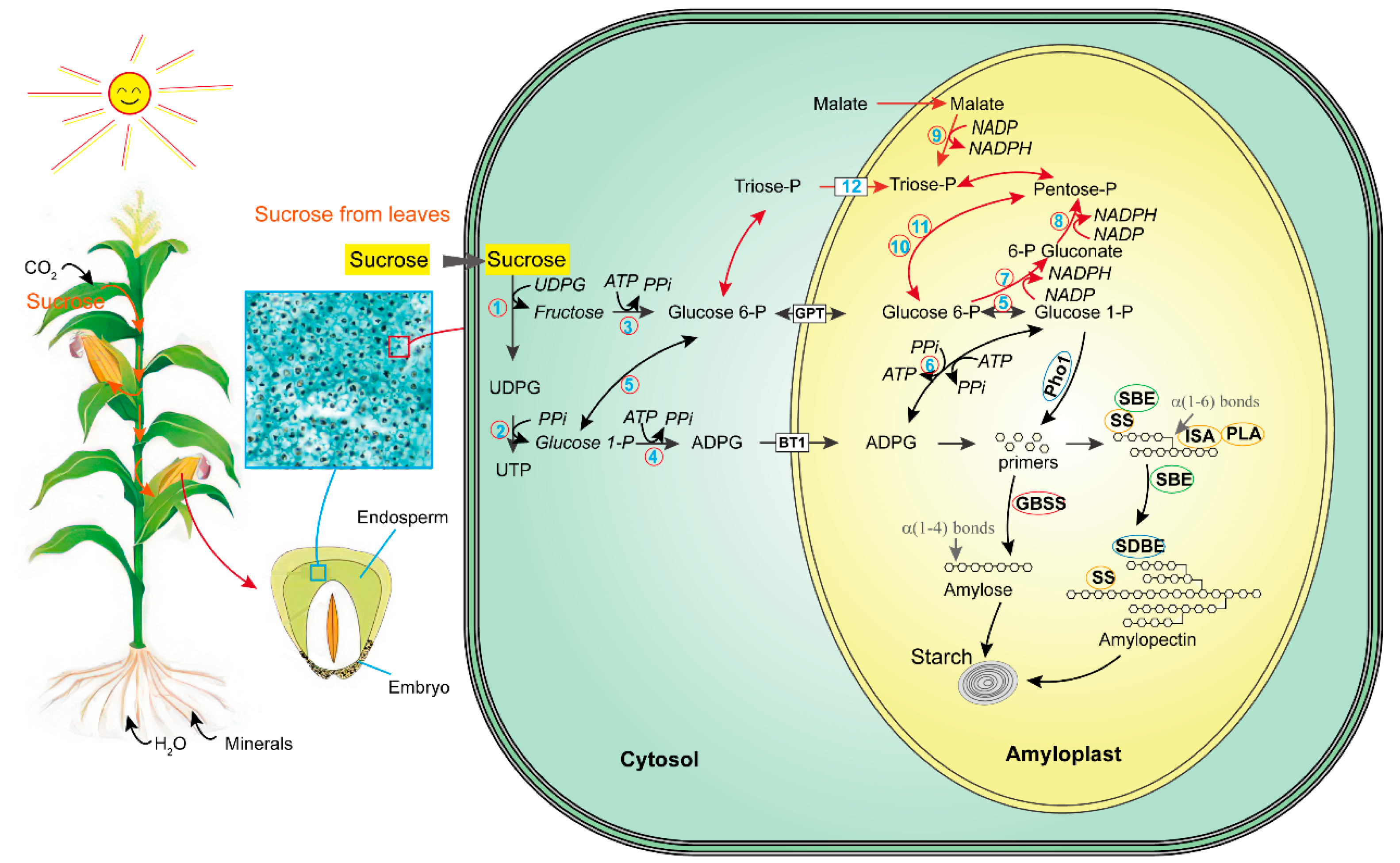 Photosynthesis and starch formation in potatoes