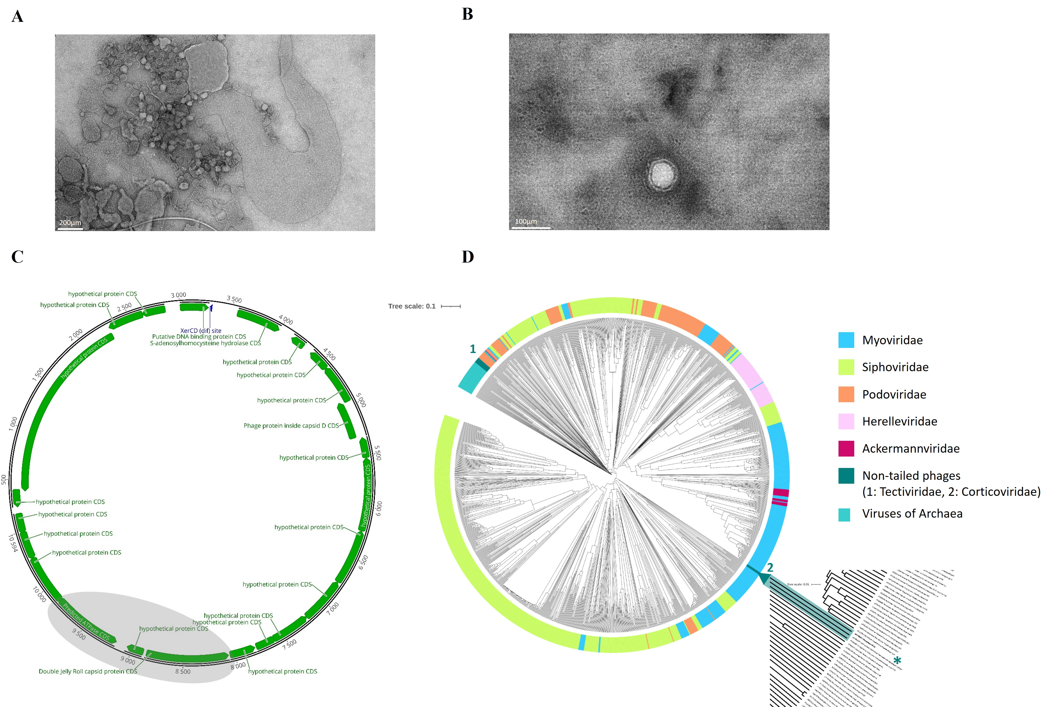 Piggyback-the-Winner in host-associated microbial communities