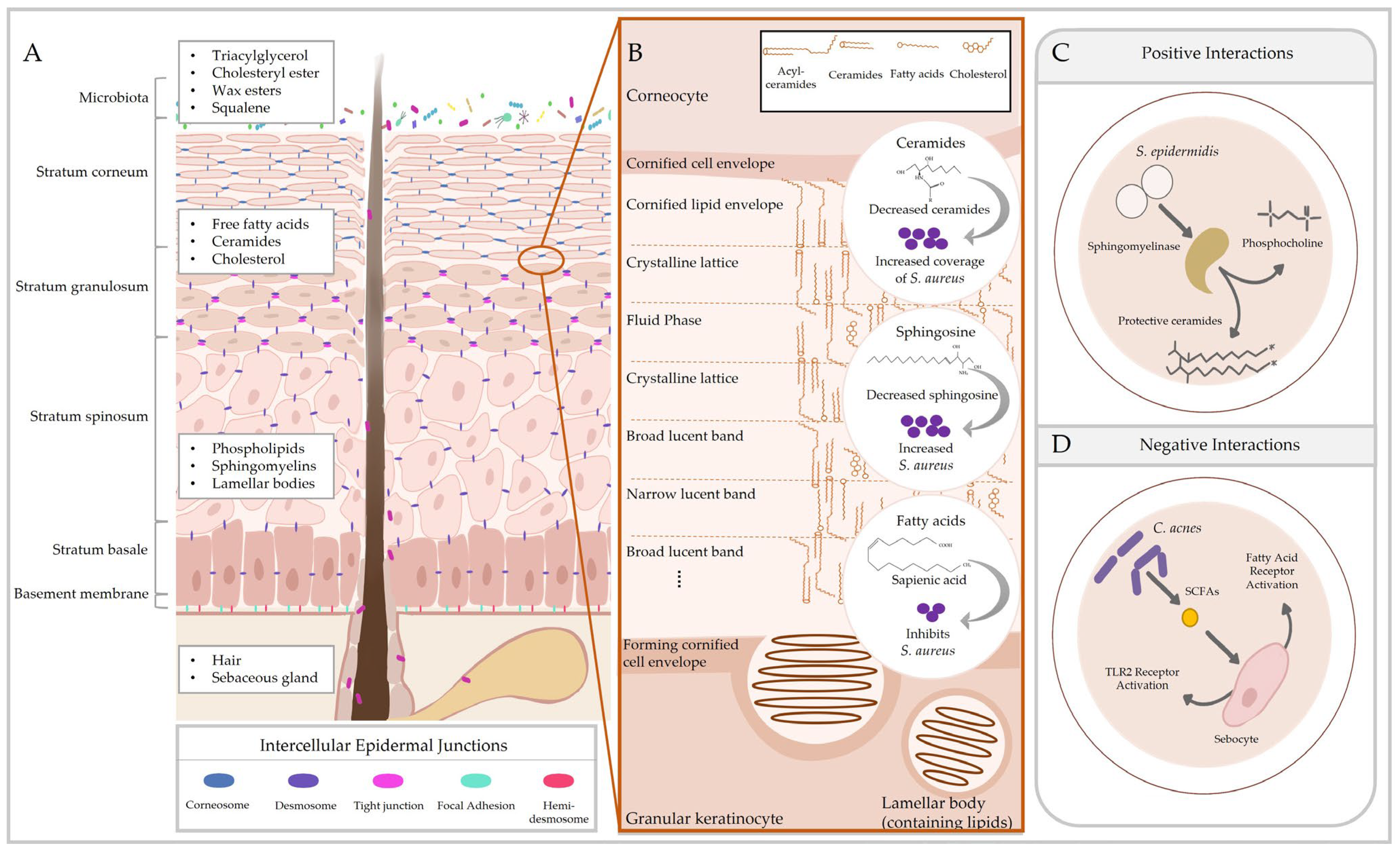 Macrophage states: there's a method in the madness: Trends in Immunology