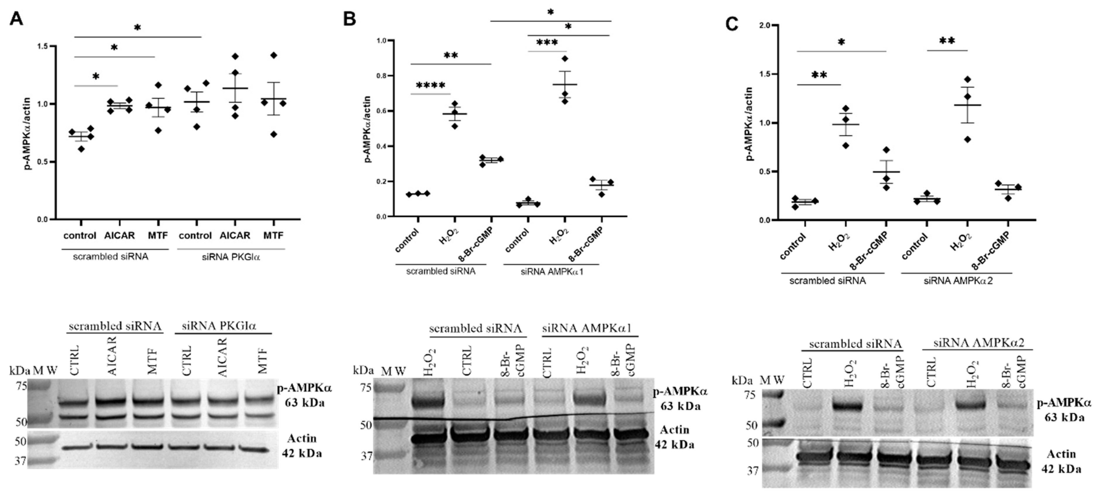 Ijms 24 03952 g003 Ijms 24 03952 g003