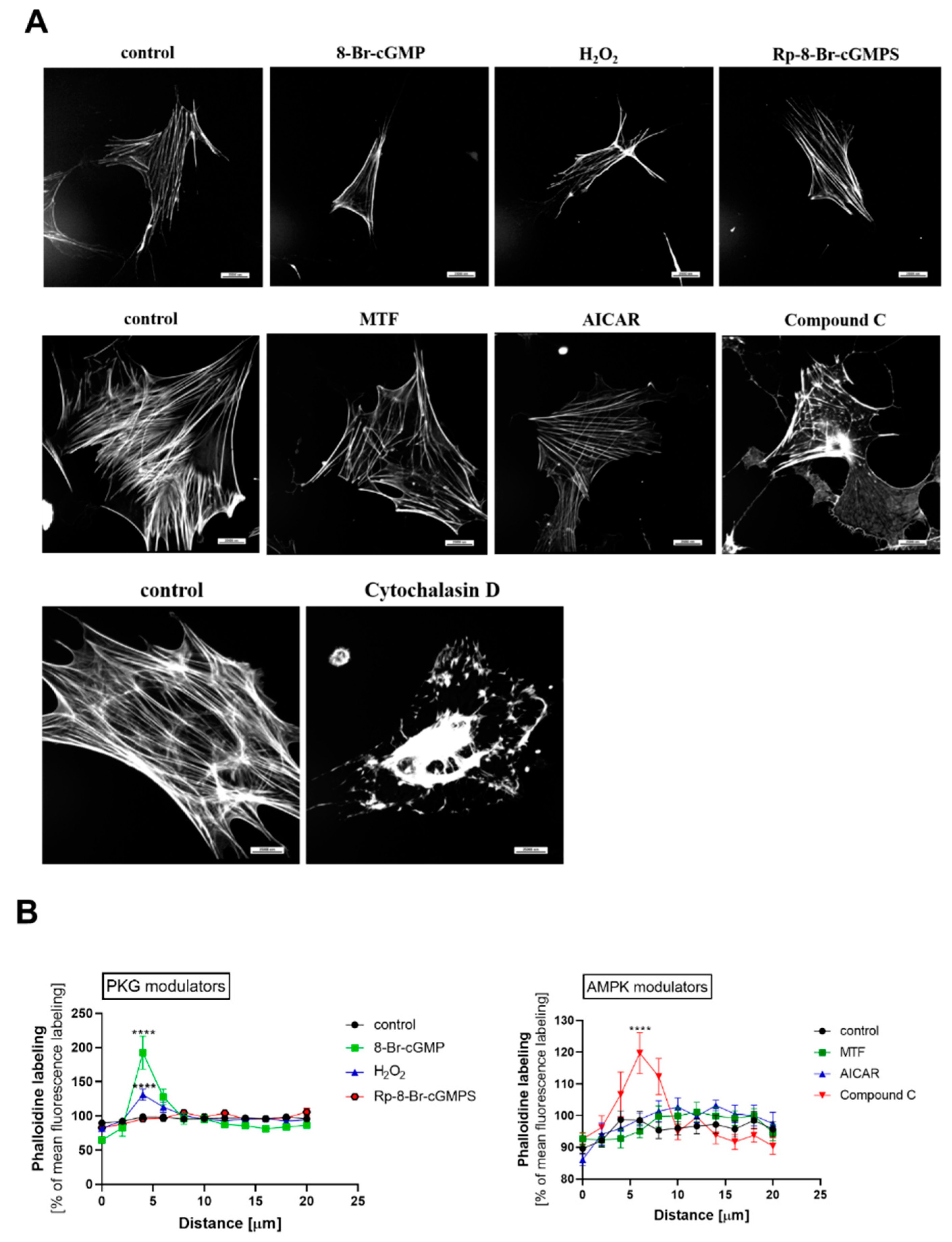 Ijms 24 03952 g008 Ijms 24 03952 g008