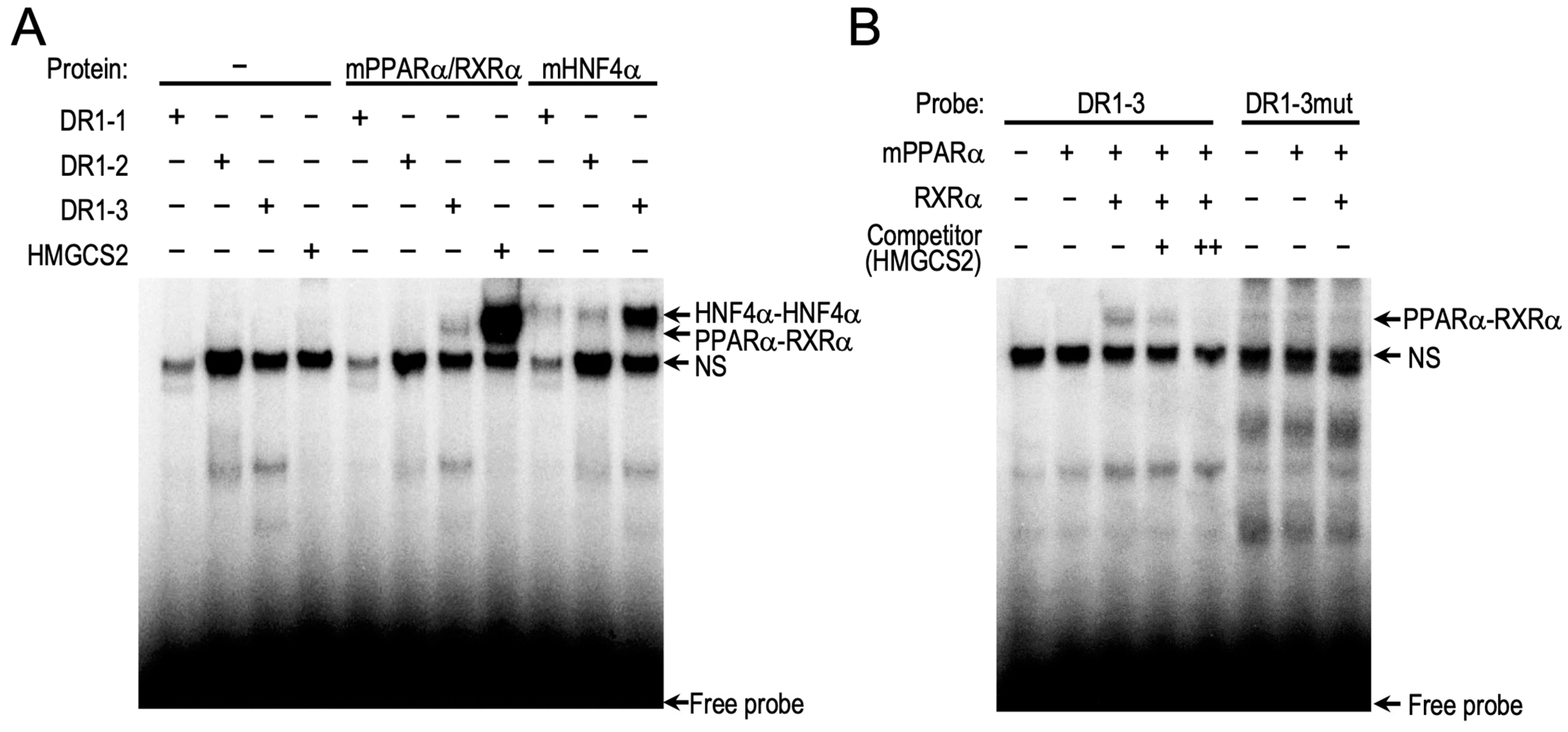 Ijms 24 03953 g004 Ijms 24 03953 g004