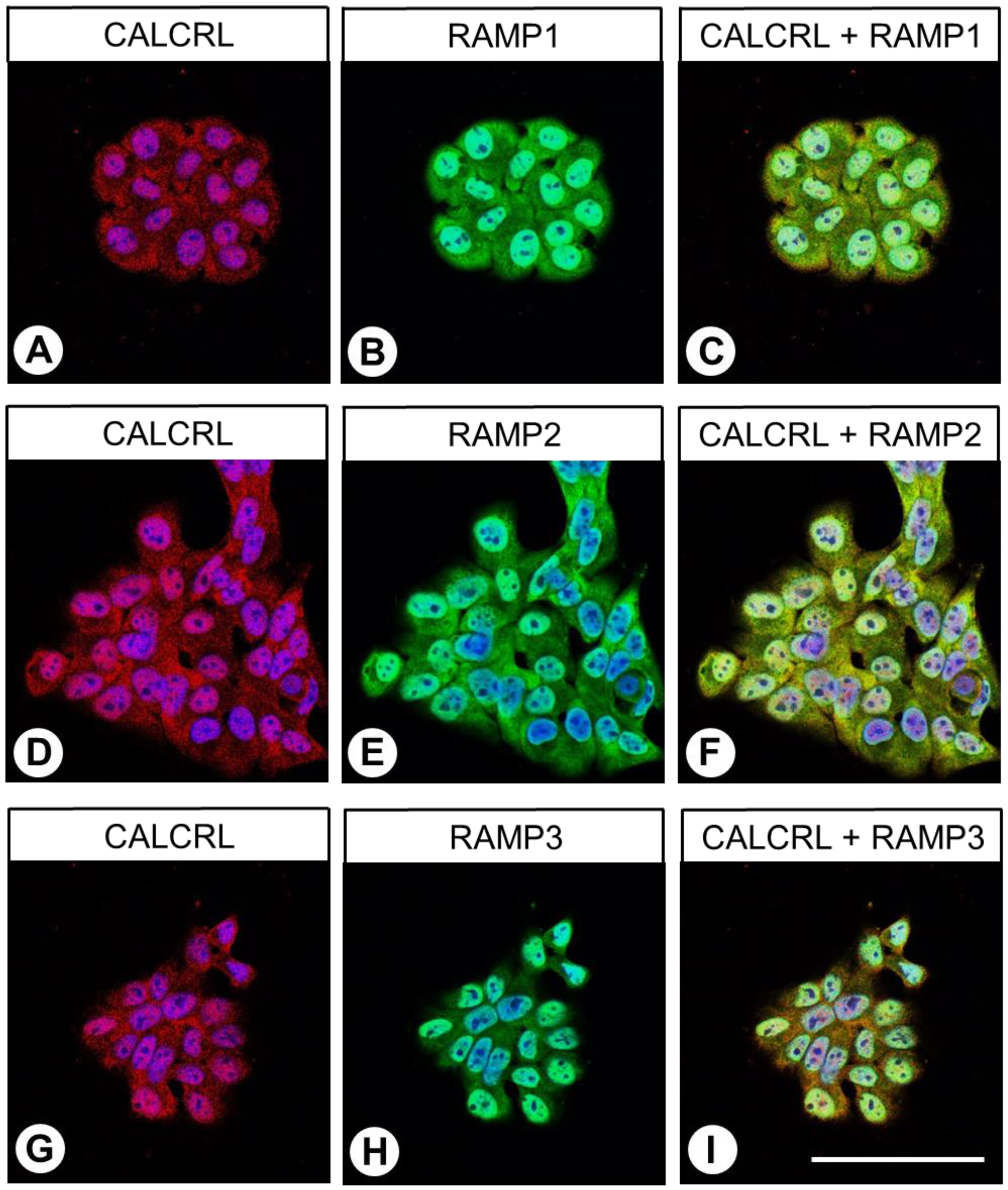 Ijms 24 03960 g003 Ijms 24 03960 g003