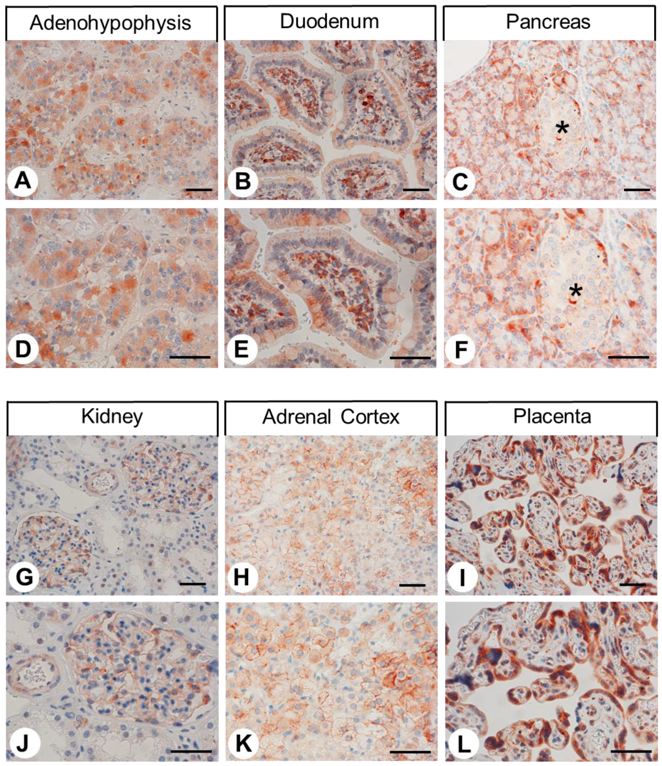 Ijms 24 03960 g004 Ijms 24 03960 g004