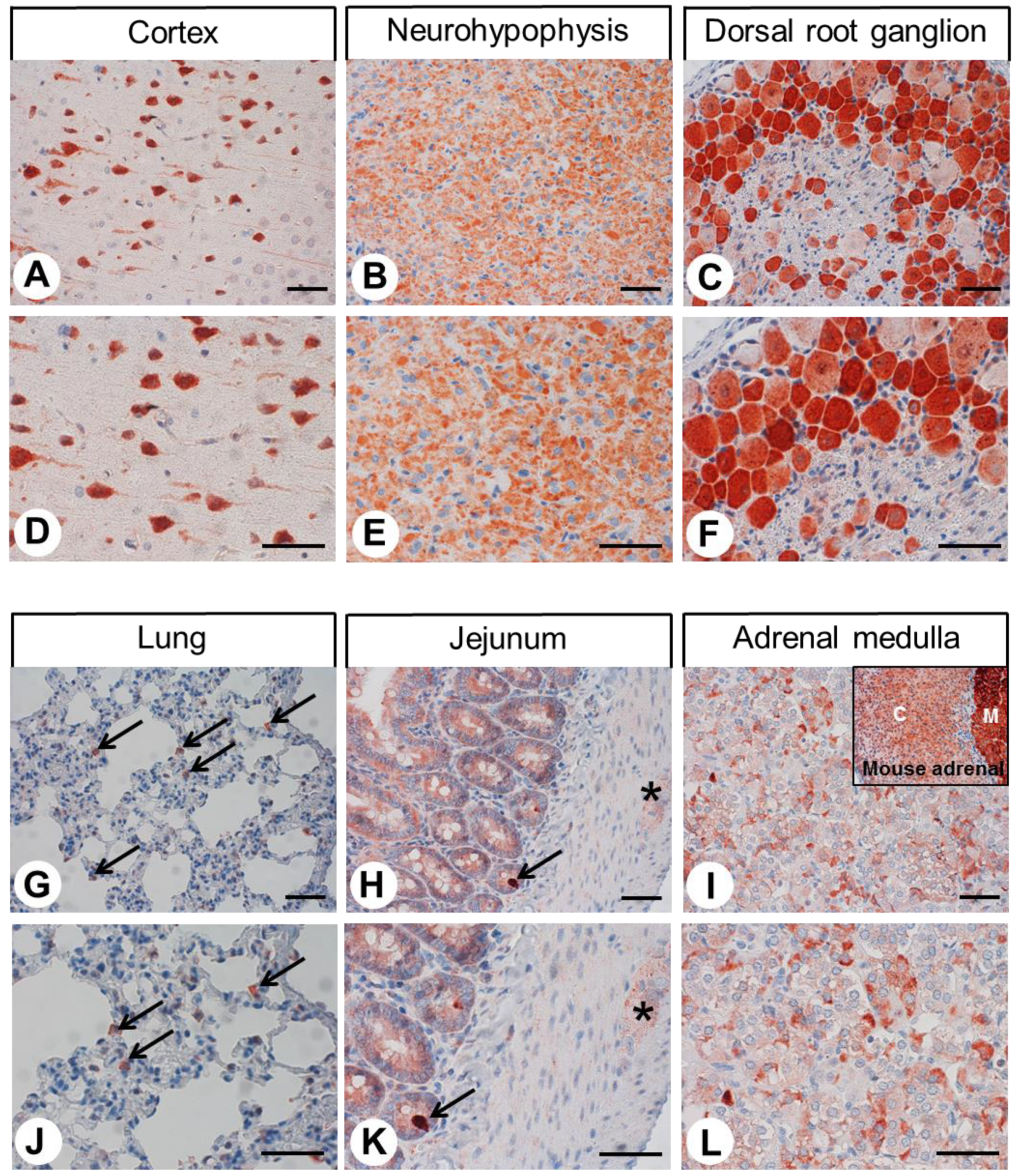 Ijms 24 03960 g005 Ijms 24 03960 g005