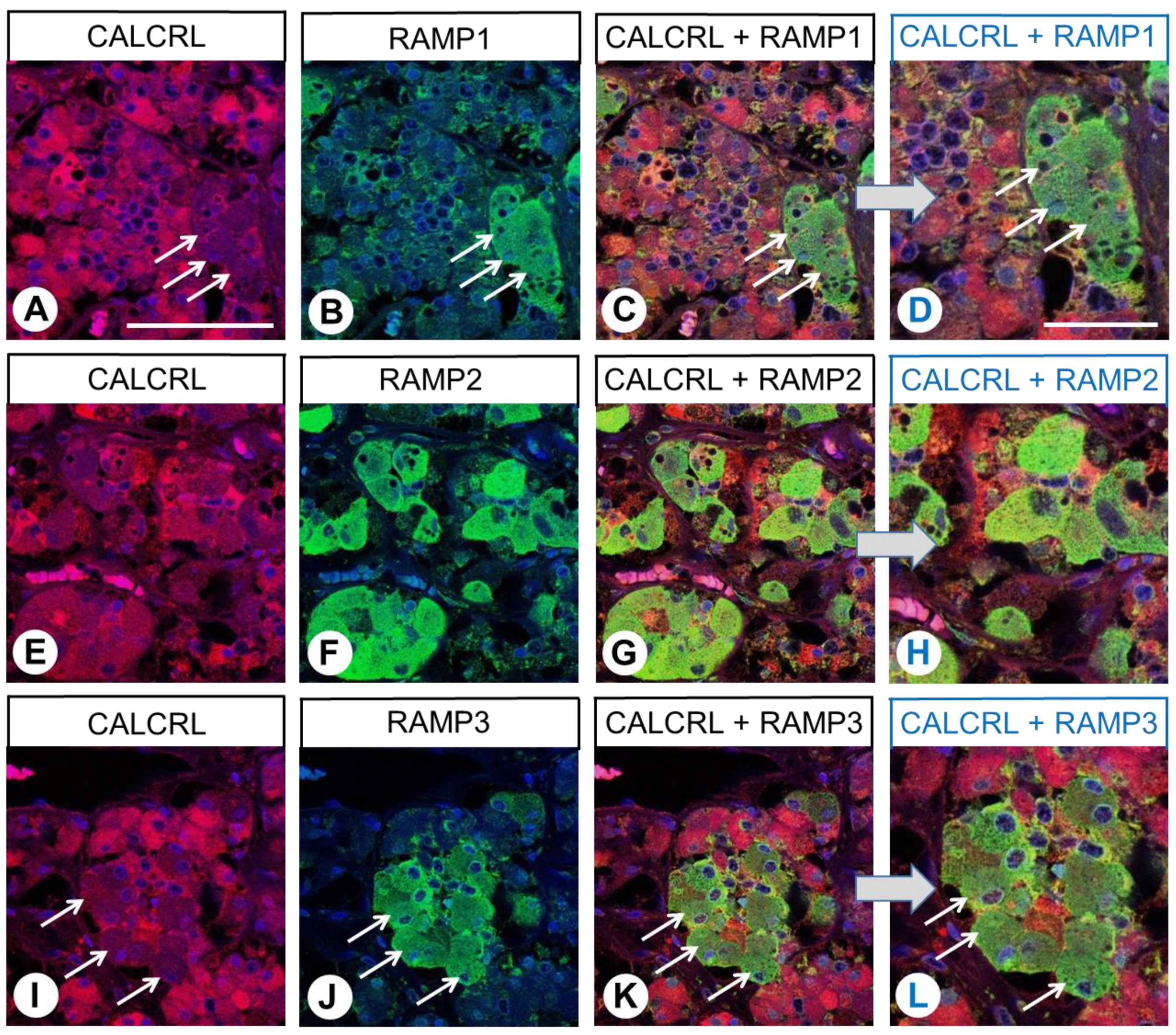 Ijms 24 03960 g006 Ijms 24 03960 g006