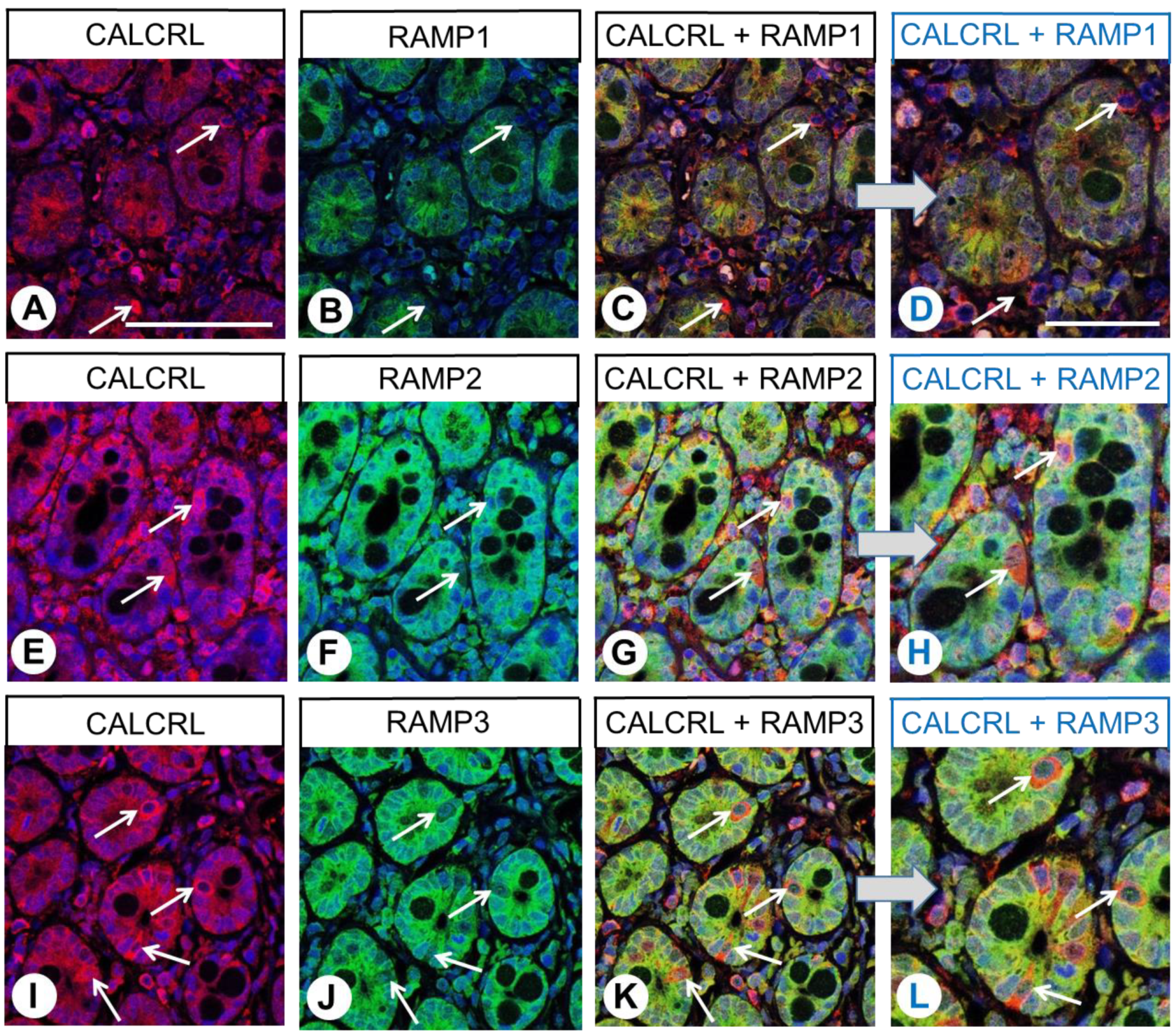 Ijms 24 03960 g007 Ijms 24 03960 g007