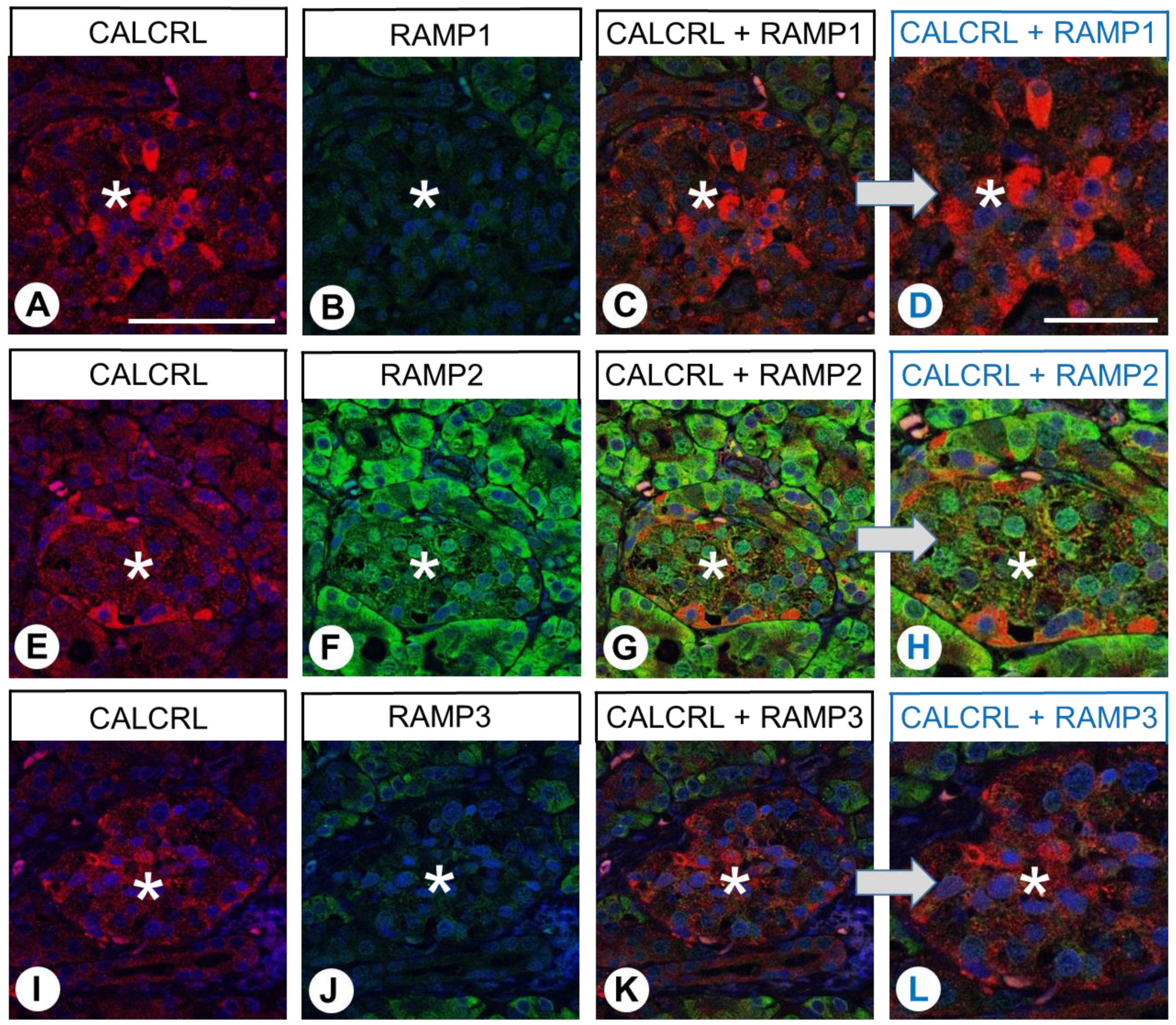 Ijms 24 03960 g008 Ijms 24 03960 g008