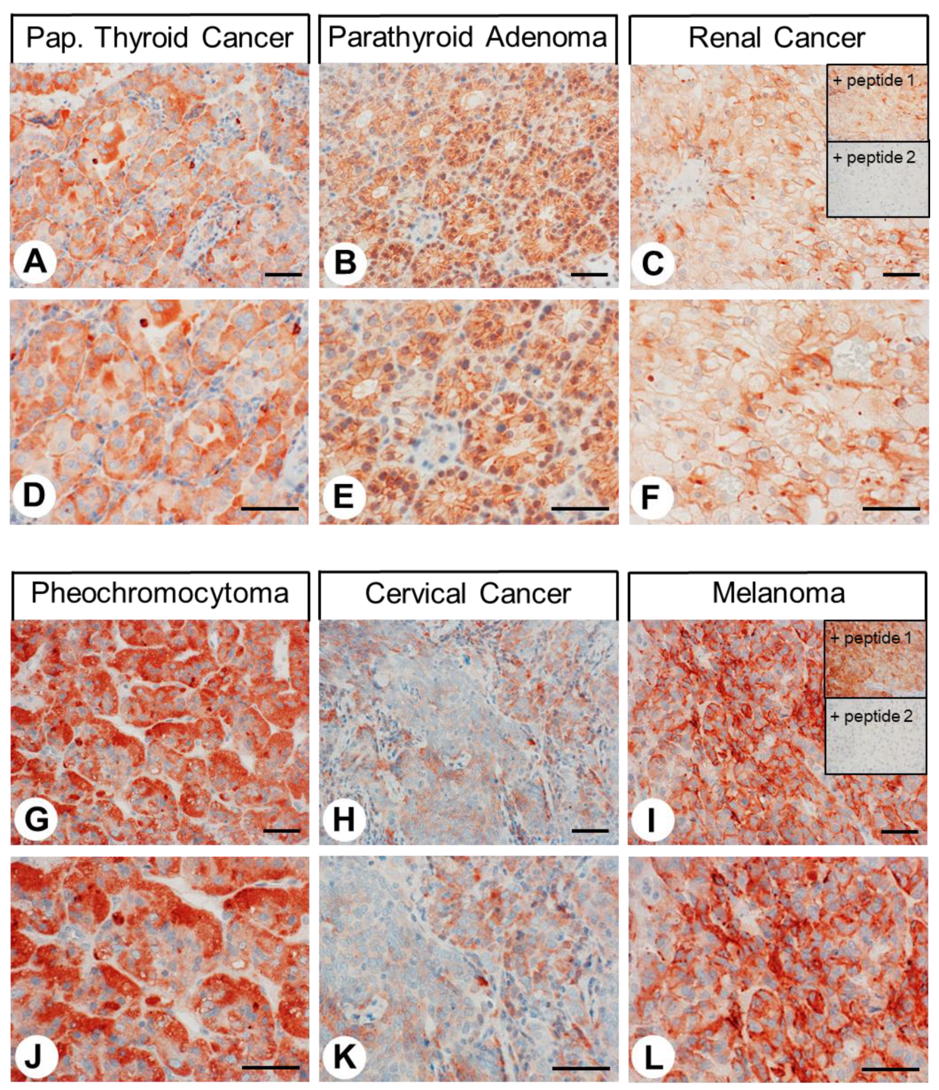 Ijms 24 03960 g011 Ijms 24 03960 g011