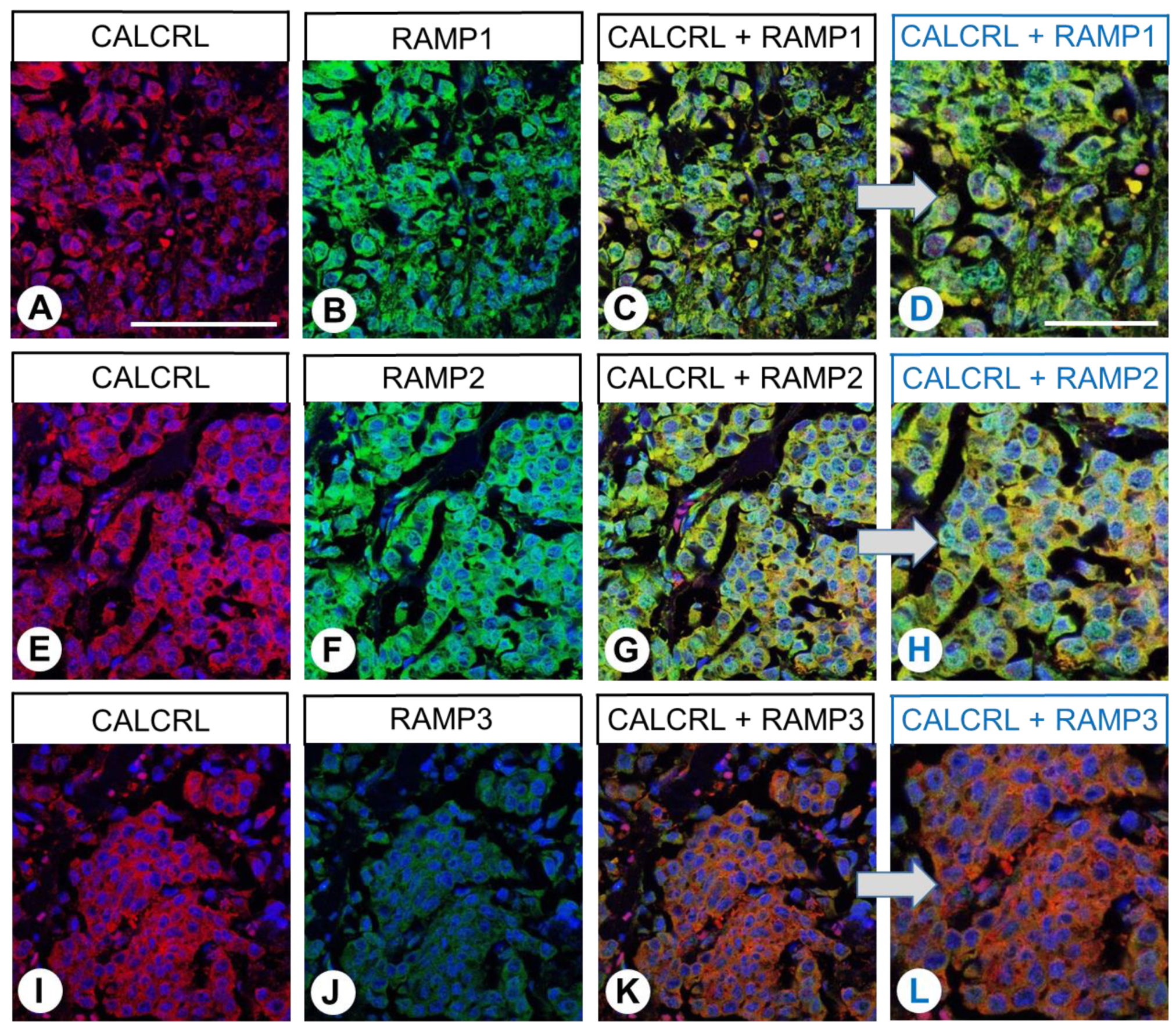 Ijms 24 03960 g012 Ijms 24 03960 g012