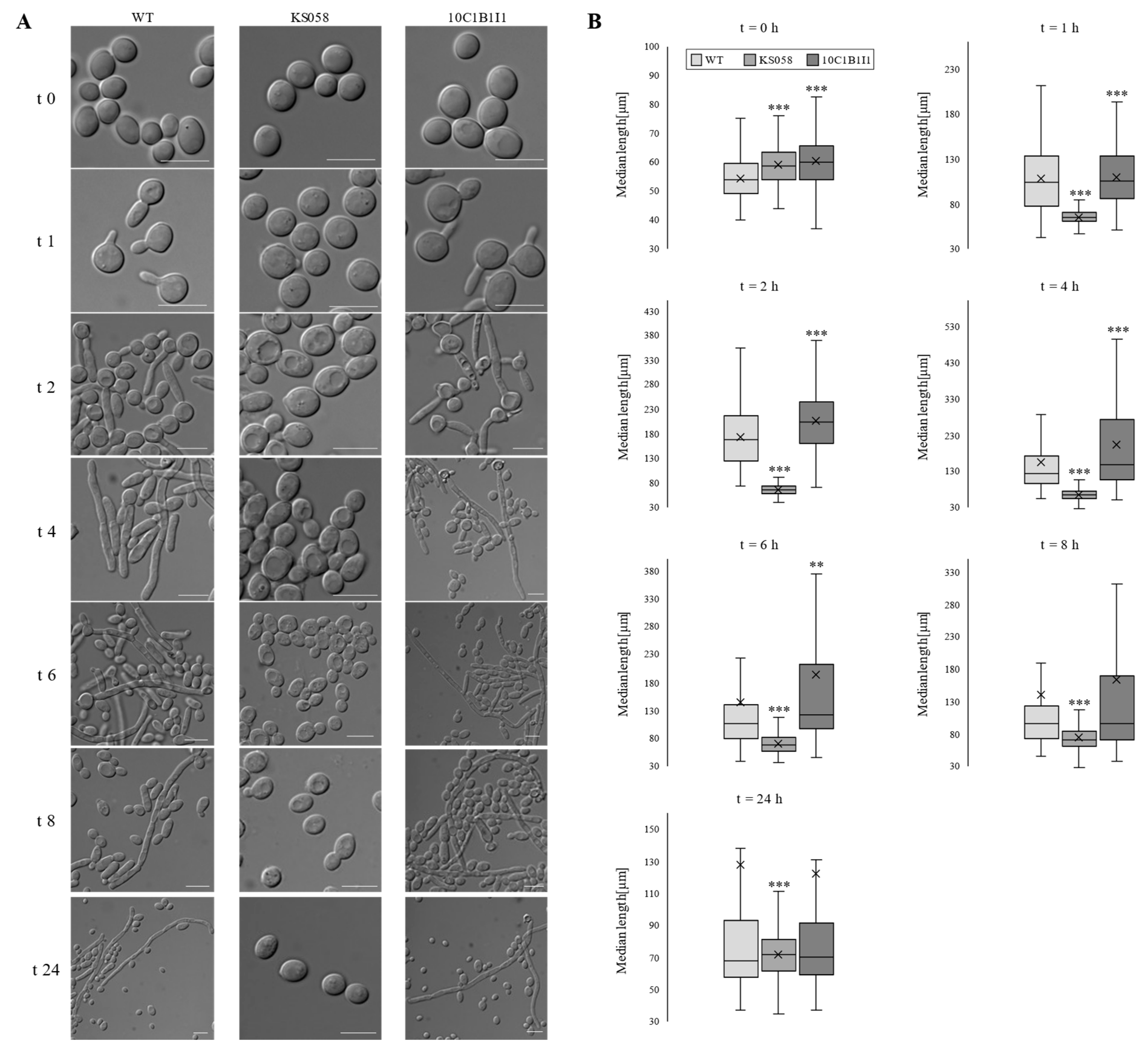 Ijms 24 03966 g002 Ijms 24 03966 g002