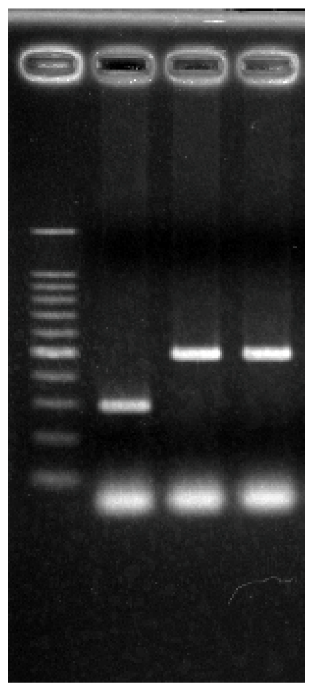 Ijms 24 03992 g009 Ijms 24 03992 g009