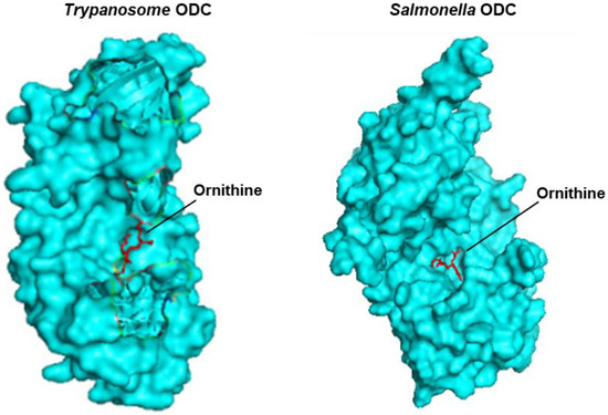 Protein–Ligand Interactions in Scarcity: The Stringent Response