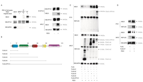 Mitigating LPS-induced stress in Chinese mitten crab