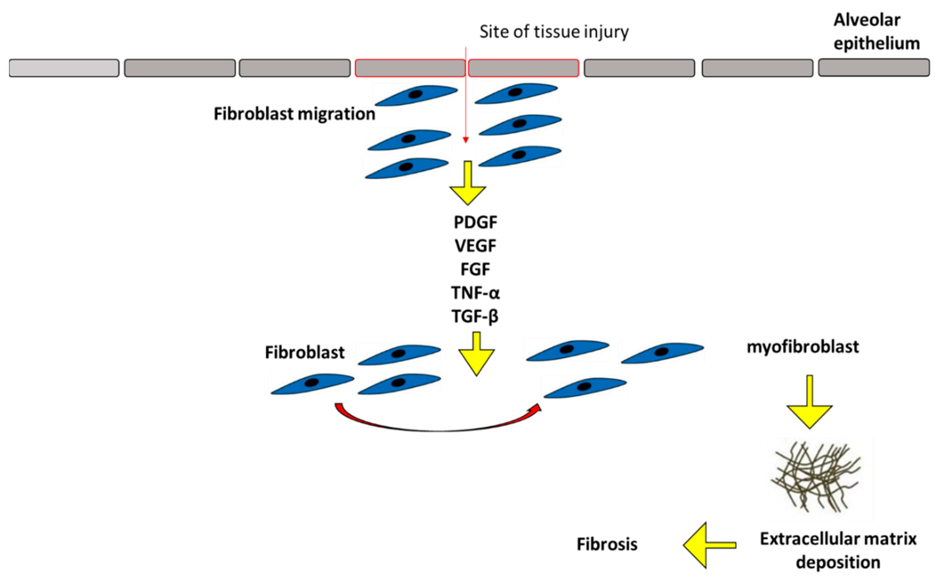 Ijms 24 04004 g001 Ijms 24 04004 g001