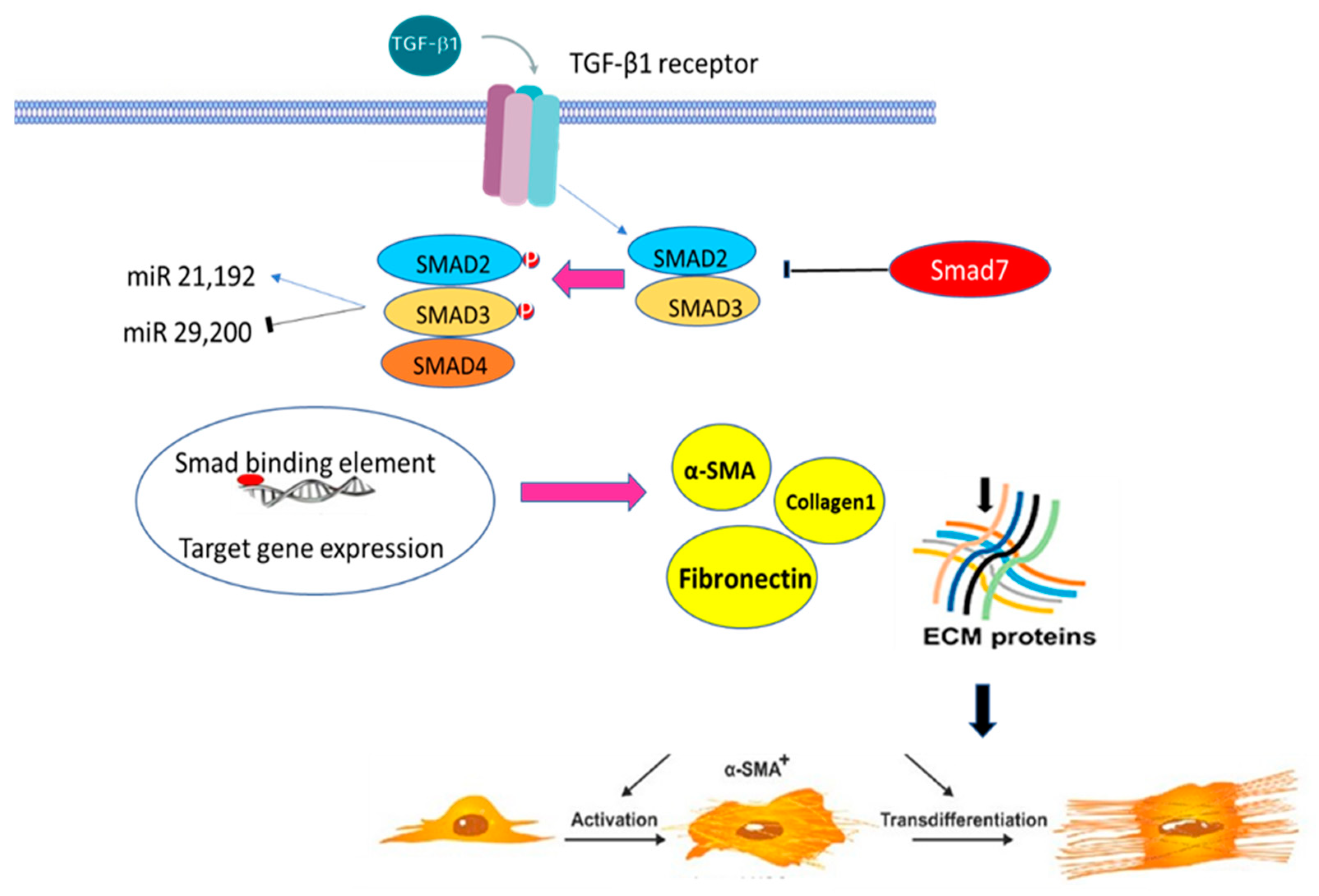 Ijms 24 04004 g003 Ijms 24 04004 g003
