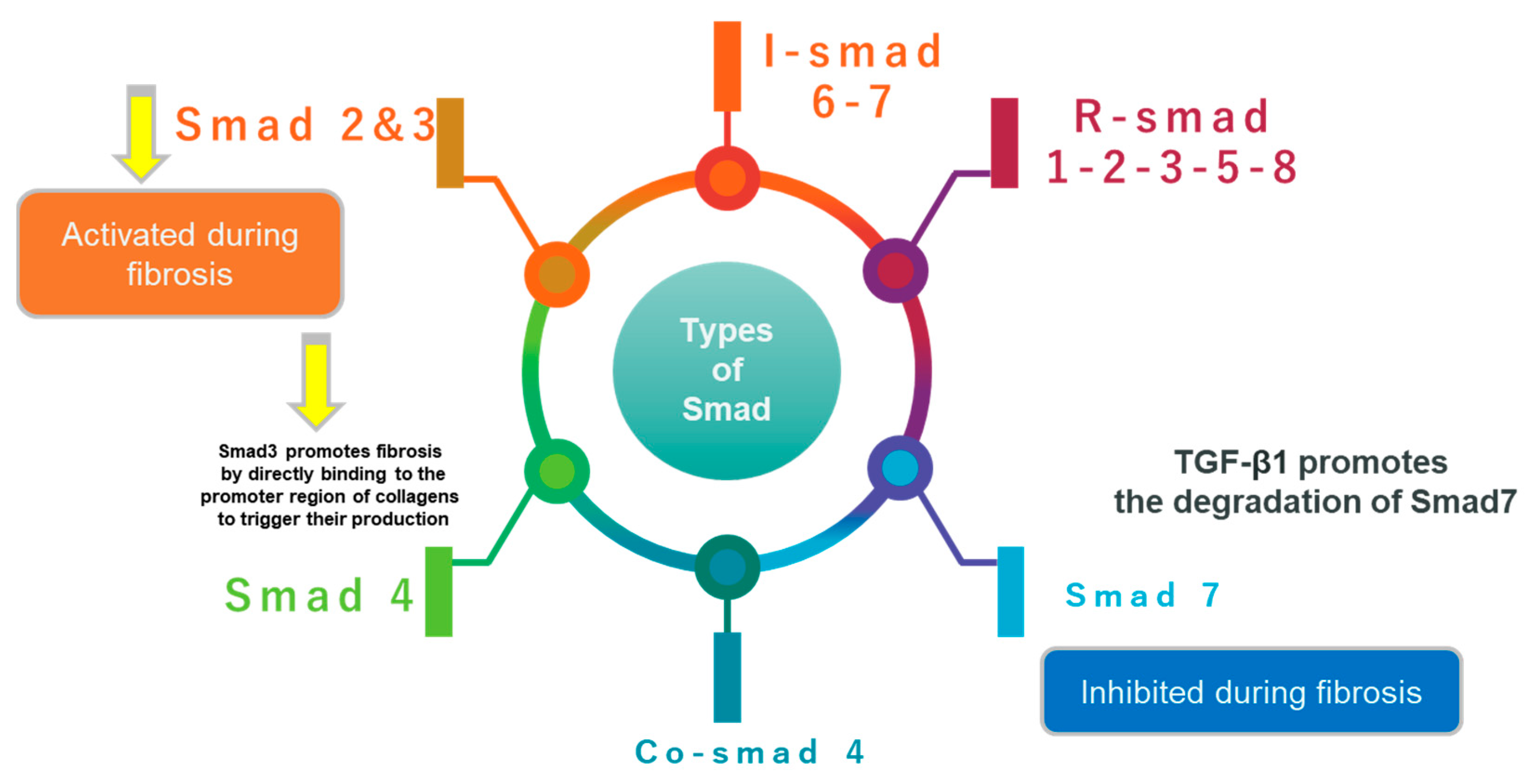 Ijms 24 04004 g004 Ijms 24 04004 g004