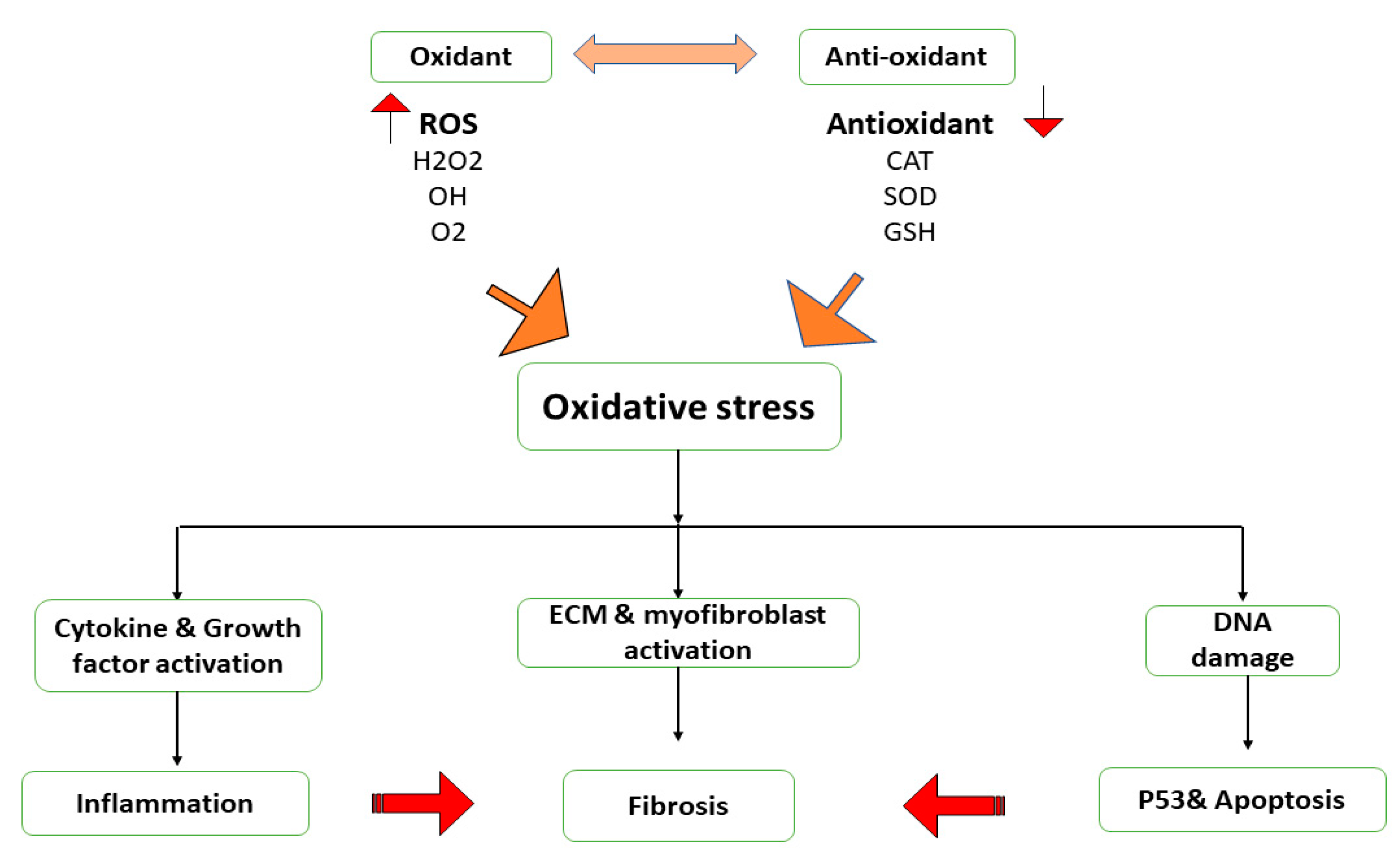Ijms 24 04004 g007 Ijms 24 04004 g007