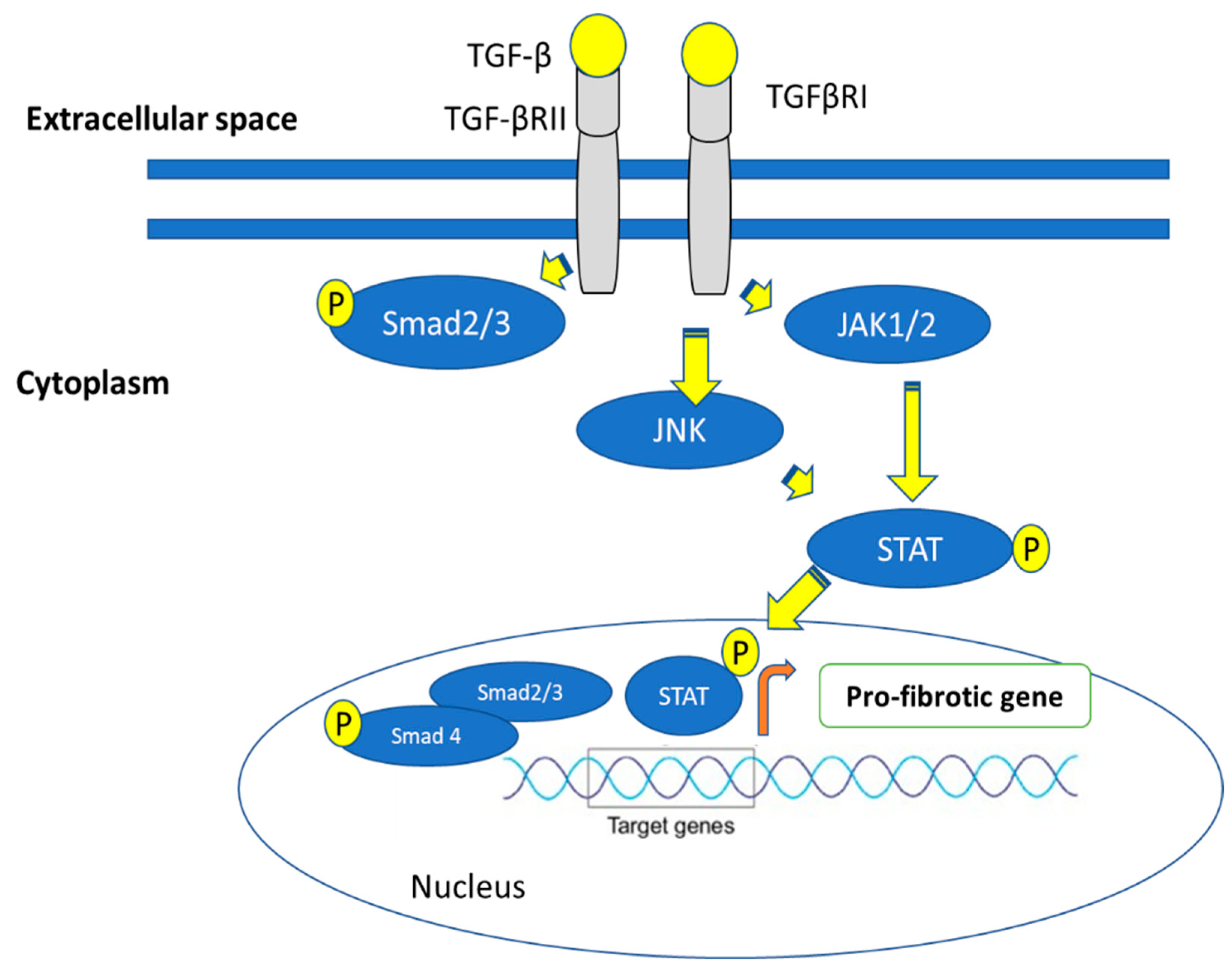 Ijms 24 04004 g010 Ijms 24 04004 g010