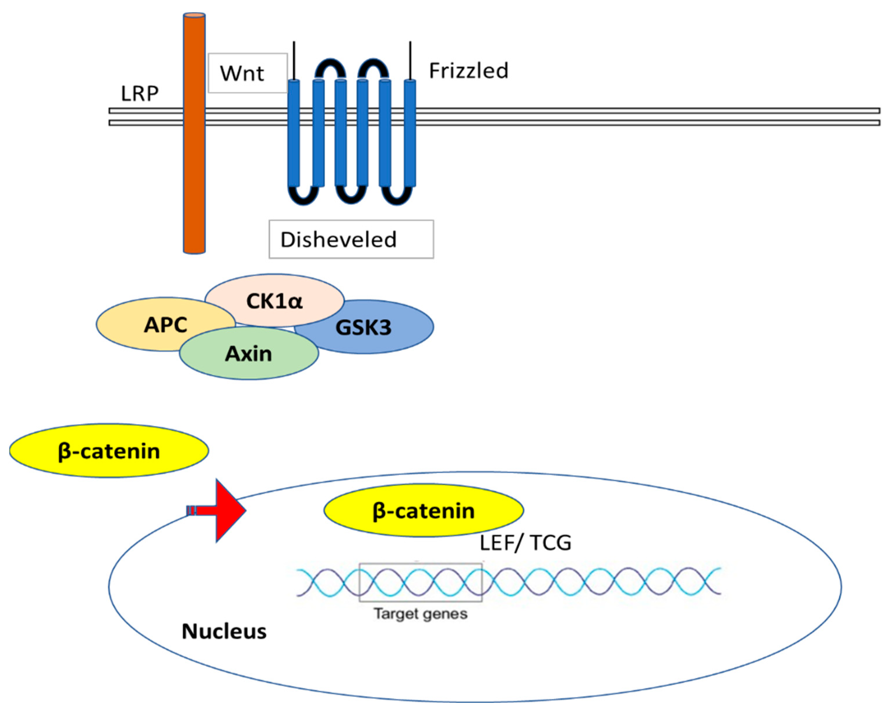 Ijms 24 04004 g011 Ijms 24 04004 g011