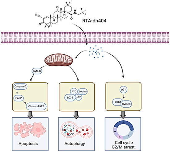 RTA dh404 Induces Cell Cycle Arrest, Apoptosis, and