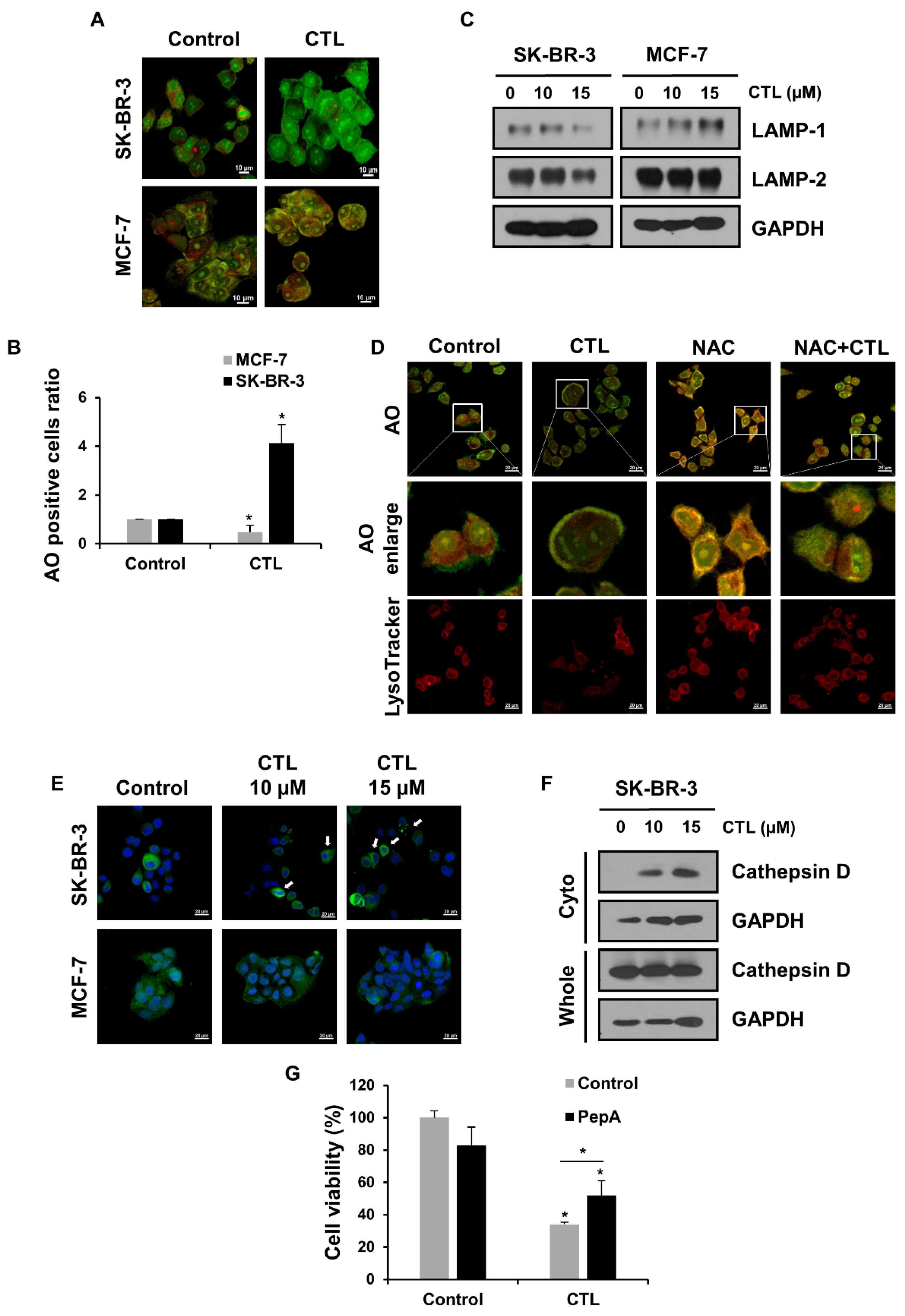 Ijms 24 04009 g002 Ijms 24 04009 g002