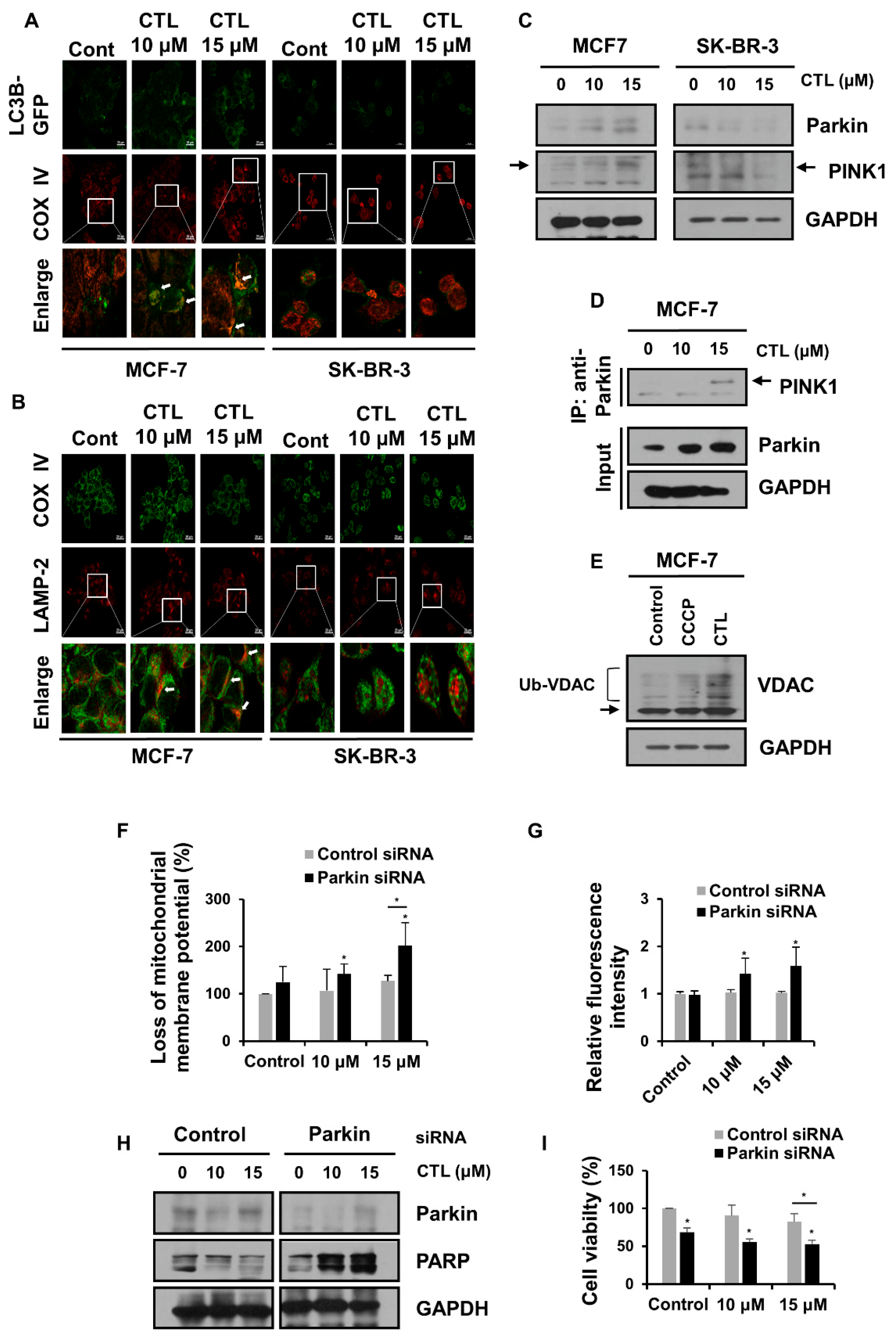 Ijms 24 04009 g004 Ijms 24 04009 g004