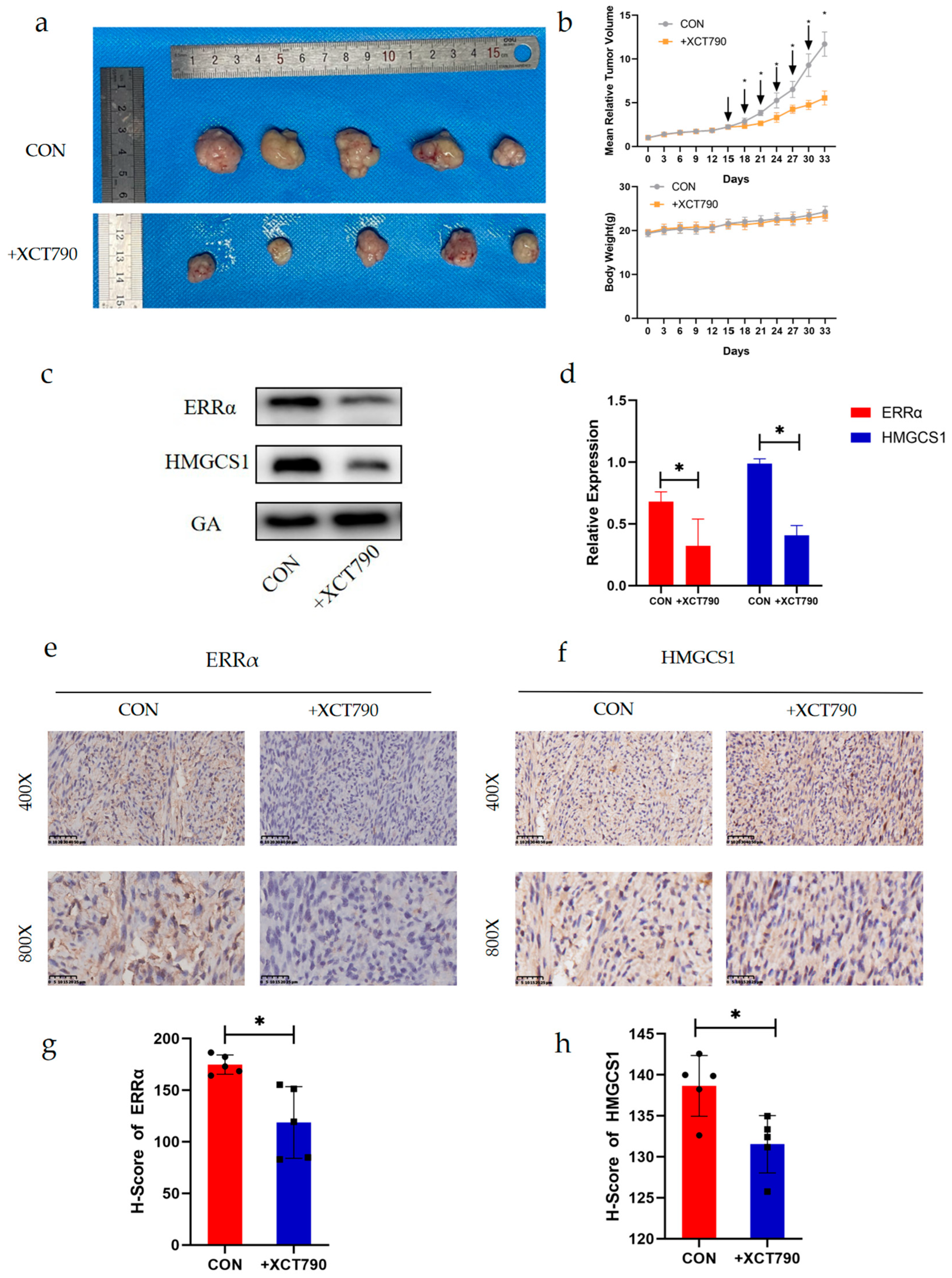 Ijms 24 04010 g006 Ijms 24 04010 g006