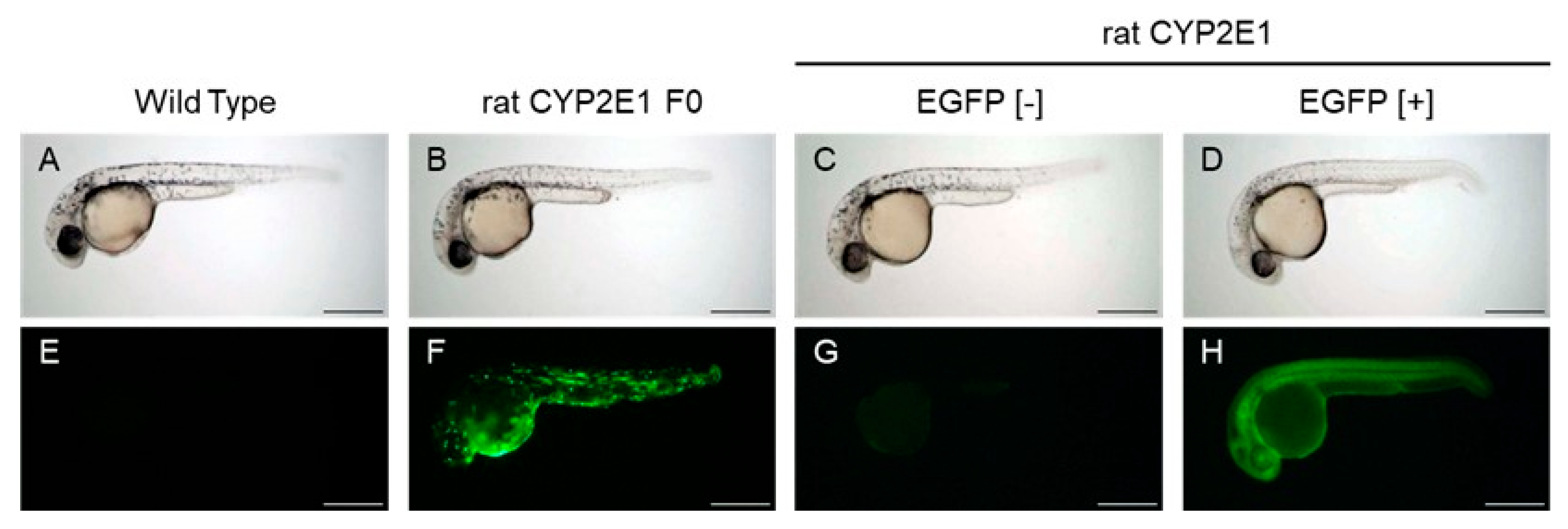 Ijms 24 04013 g001 Ijms 24 04013 g001