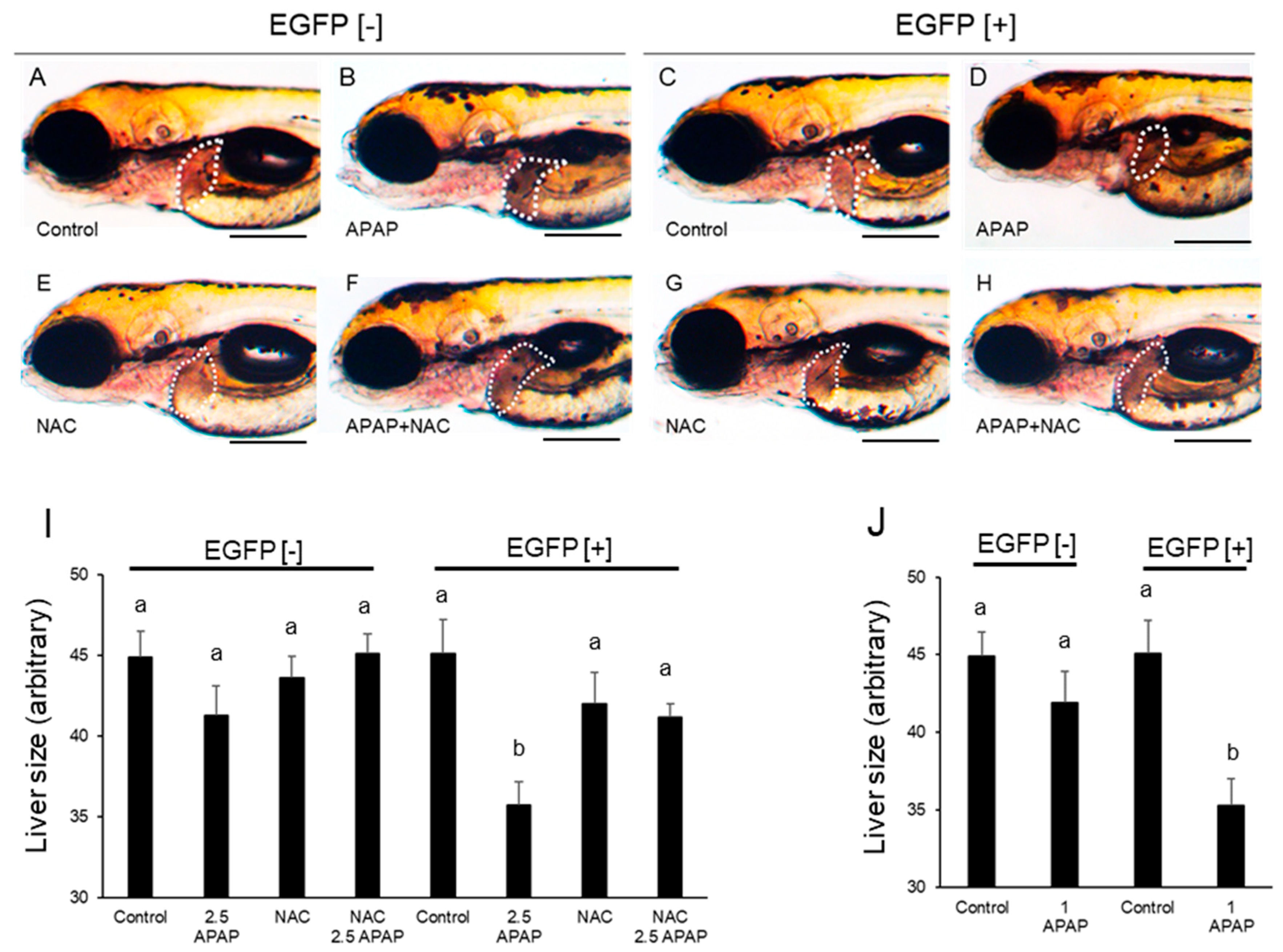 Ijms 24 04013 g004 Ijms 24 04013 g004
