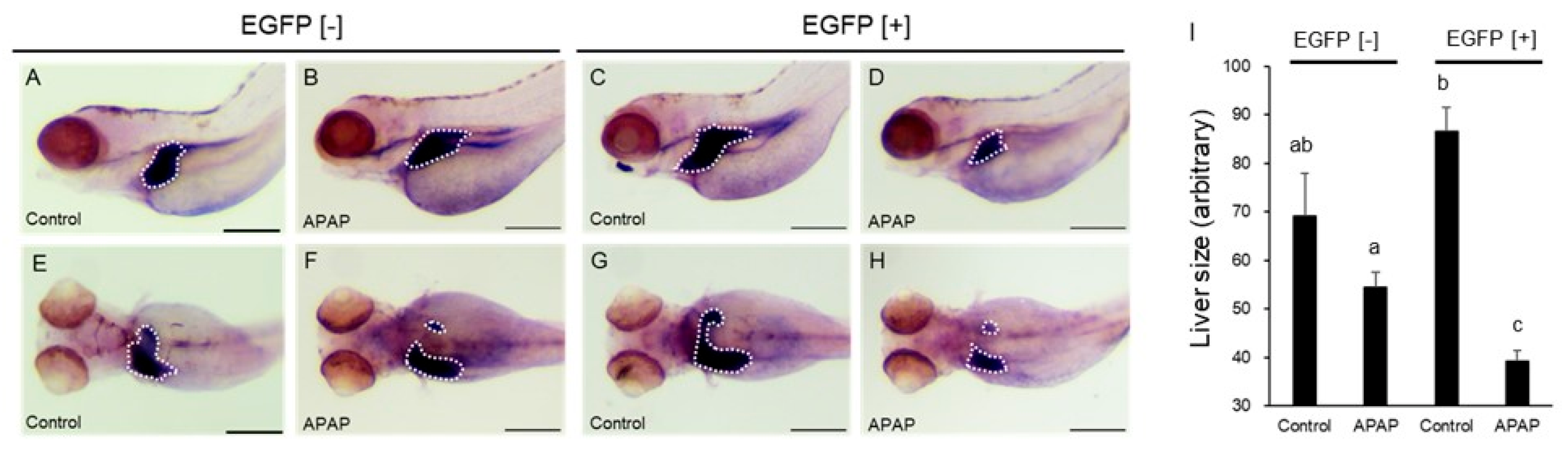 Ijms 24 04013 g005 Ijms 24 04013 g005