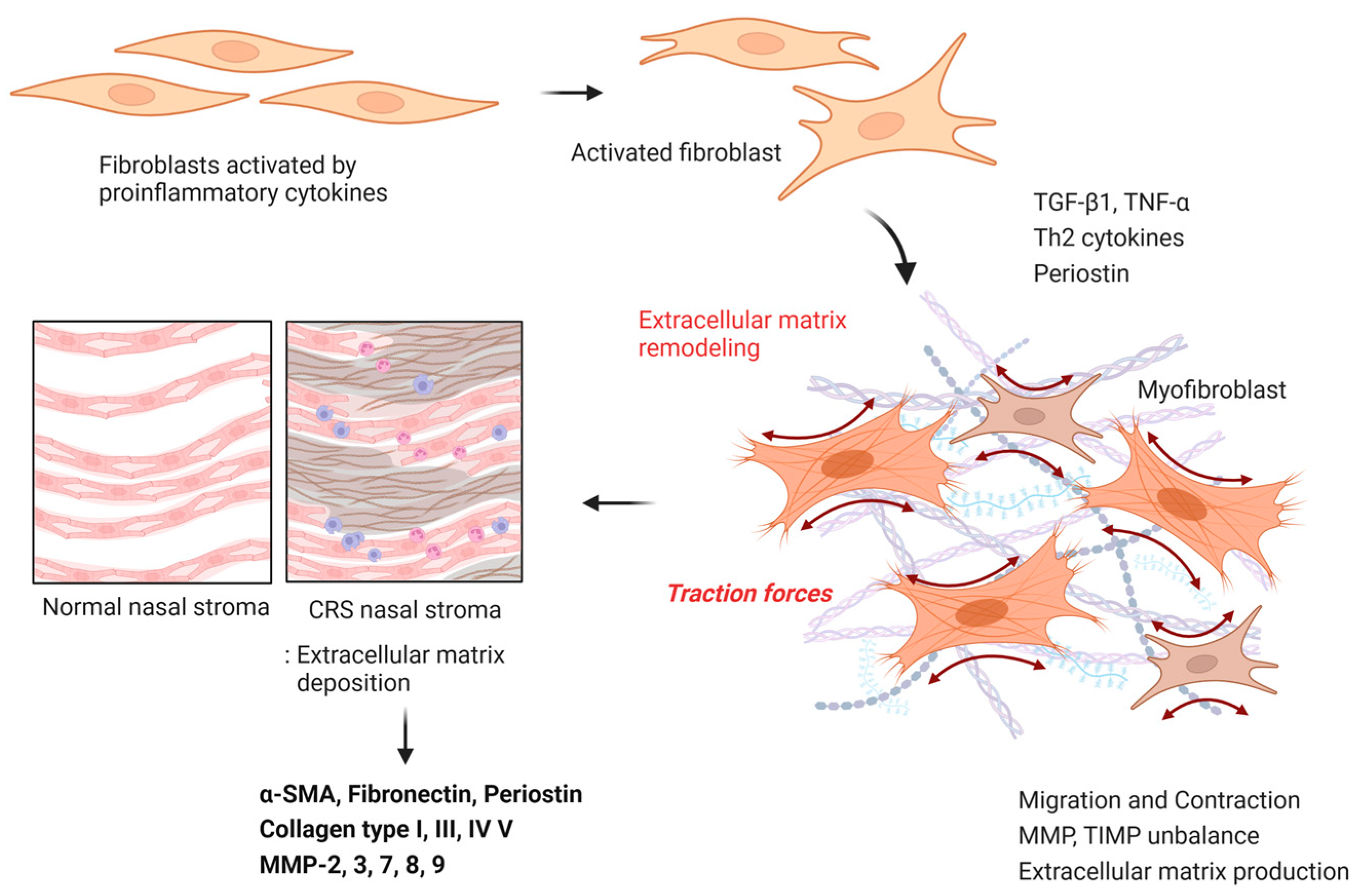 IJMS Free FullText Role of Nasal Fibroblasts in Airway Remodeling