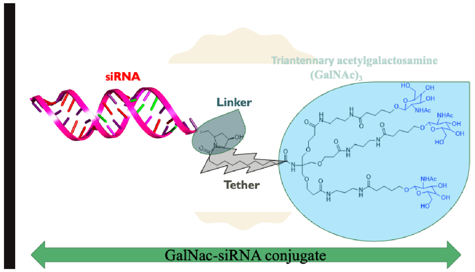 Ijms 24 04019 g004 Ijms 24 04019 g004