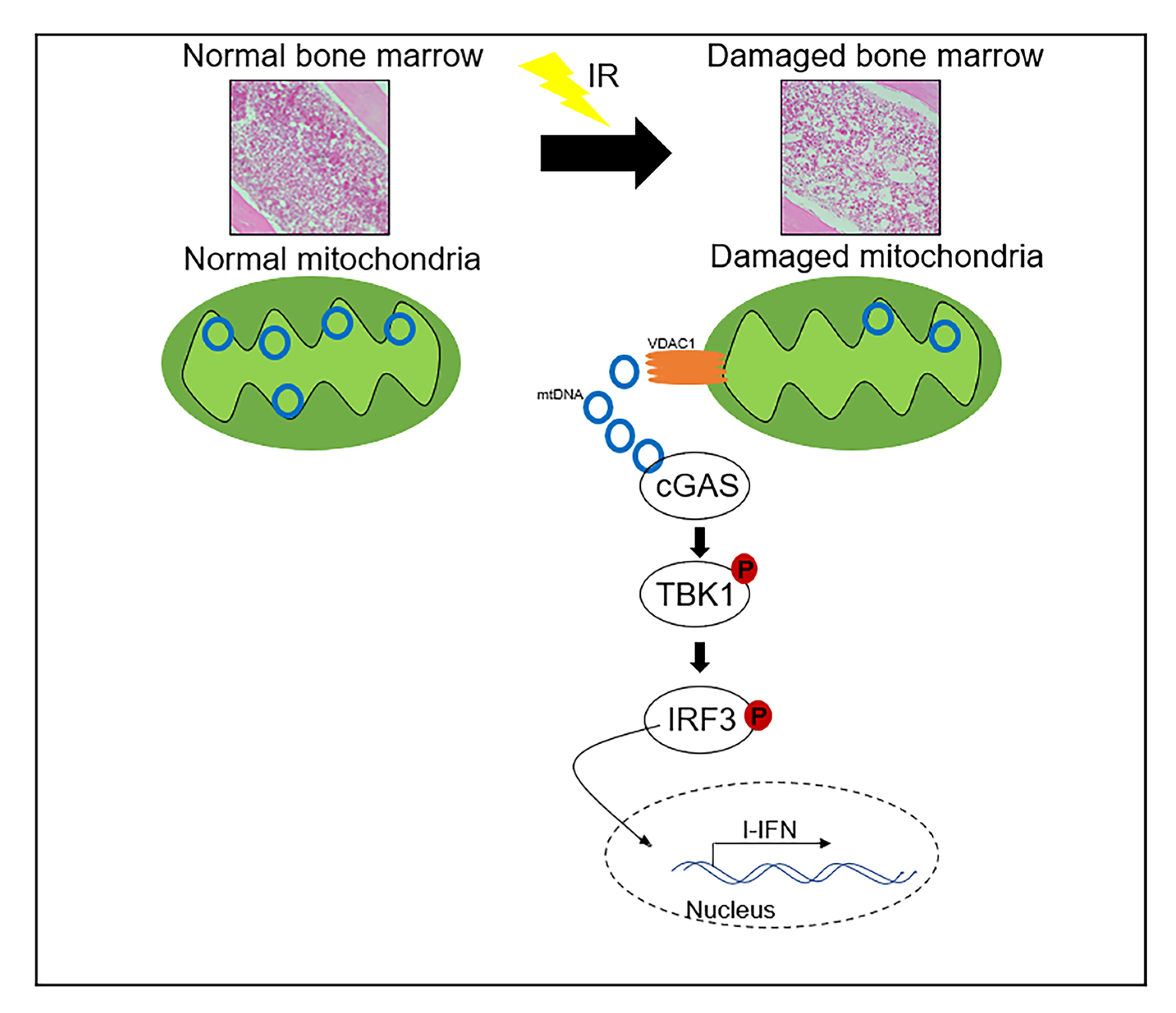 High Blood Levels Of Mitochonrial Dna And Autoimmune Disease IJMS | Free Full-Text | Cytosolic Release of Mitochondrial DNA and