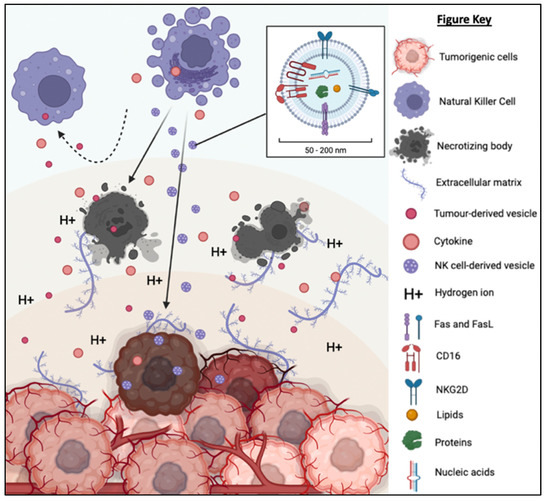 IJMS Free FullText Natural Killer CellDerived Extracellular