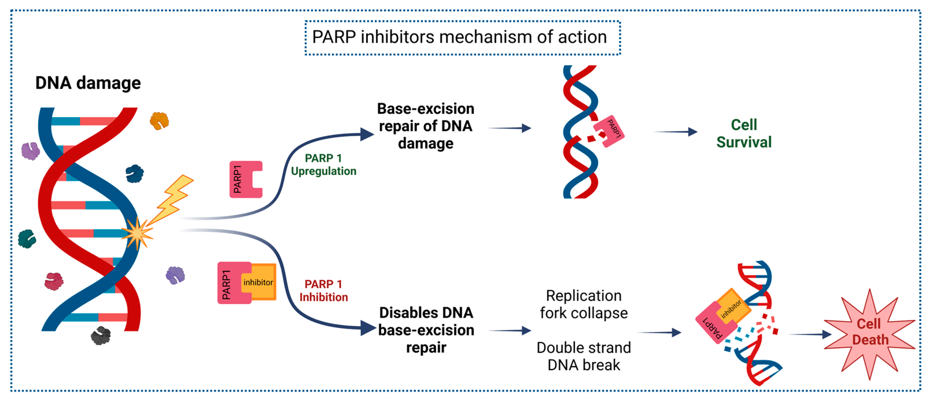 Ijms 24 04044 g003 Ijms 24 04044 g003