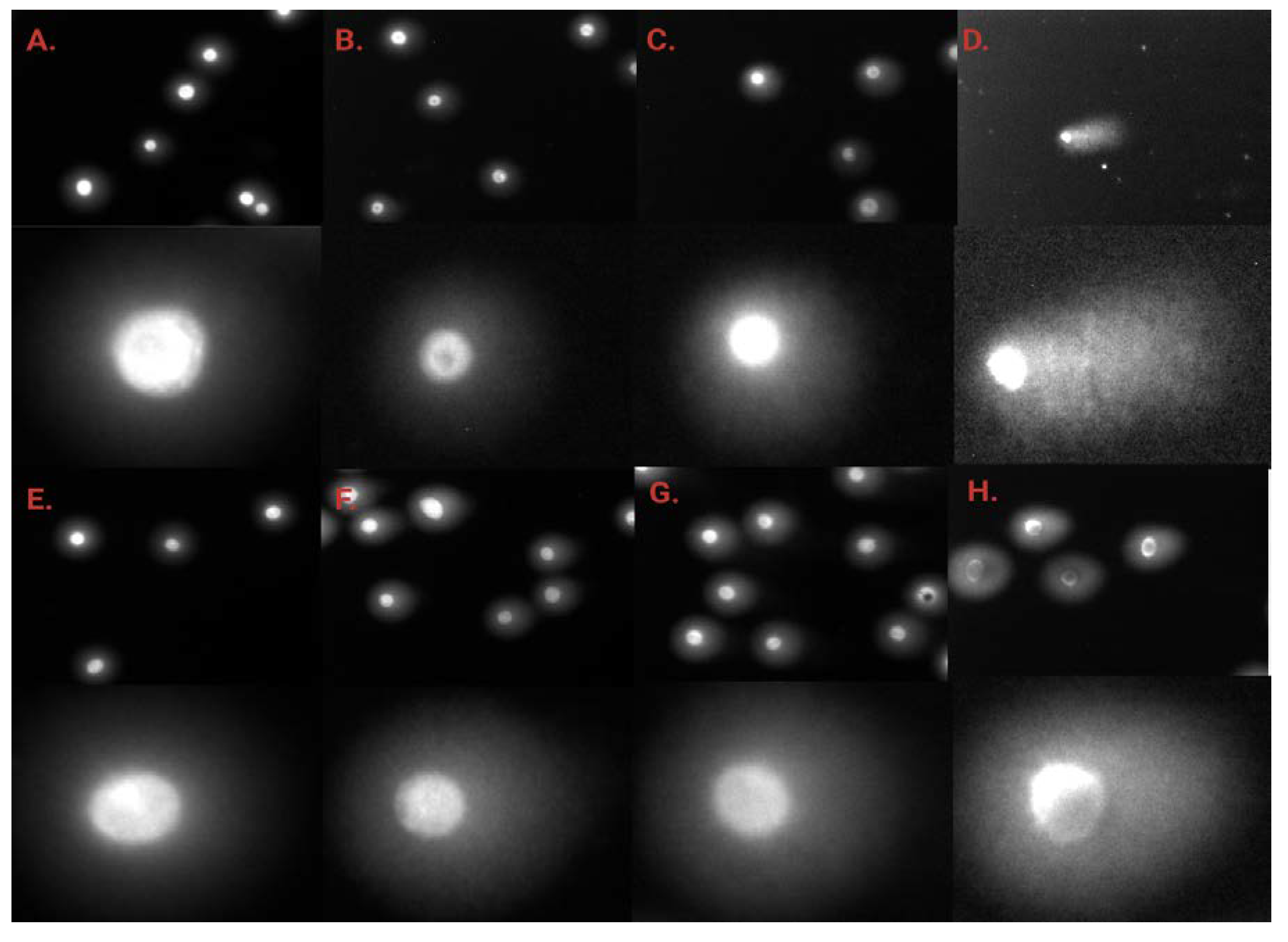 Ijms 24 04053 g009 Ijms 24 04053 g009