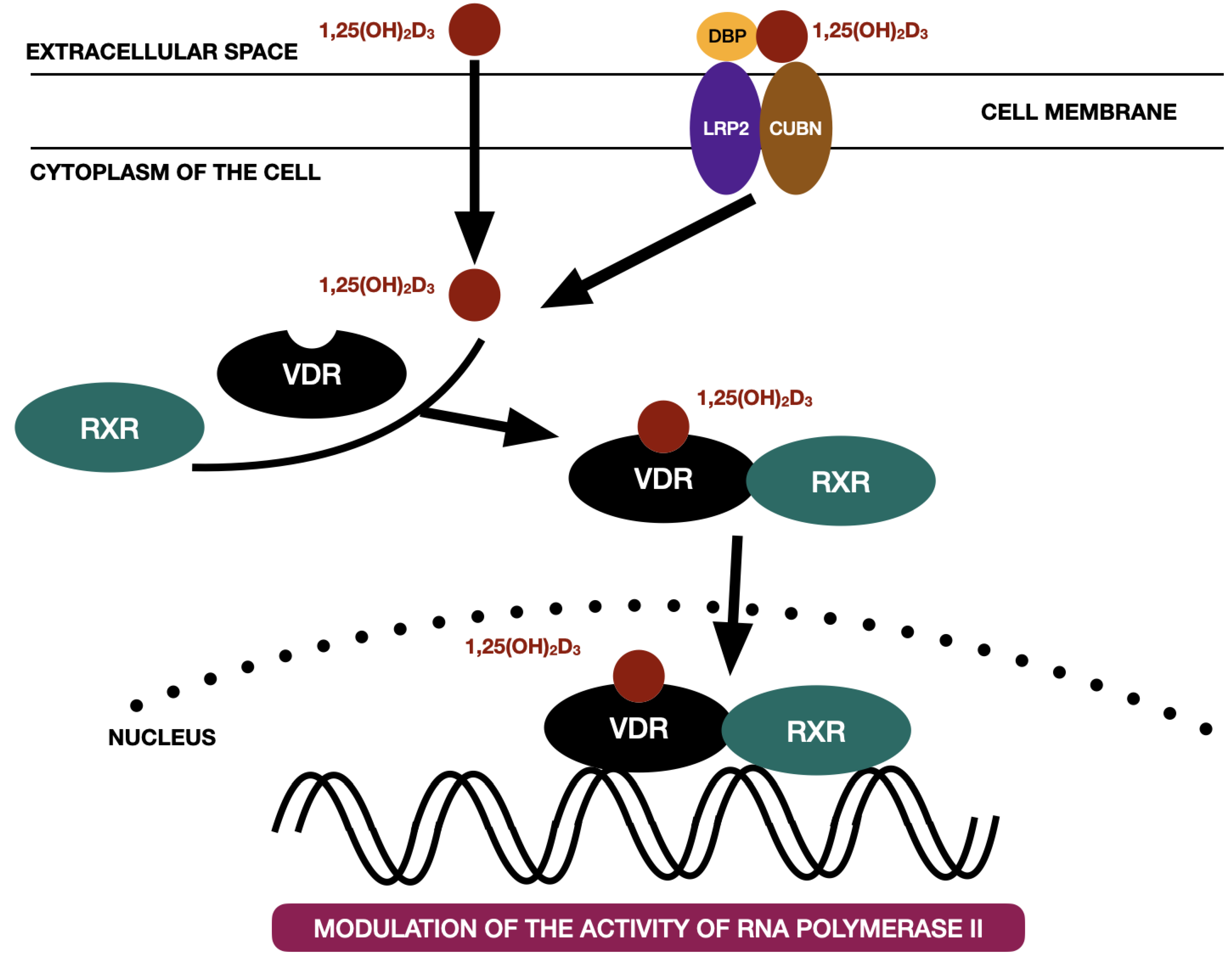 Ijms 24 04080 g003 Ijms 24 04080 g003