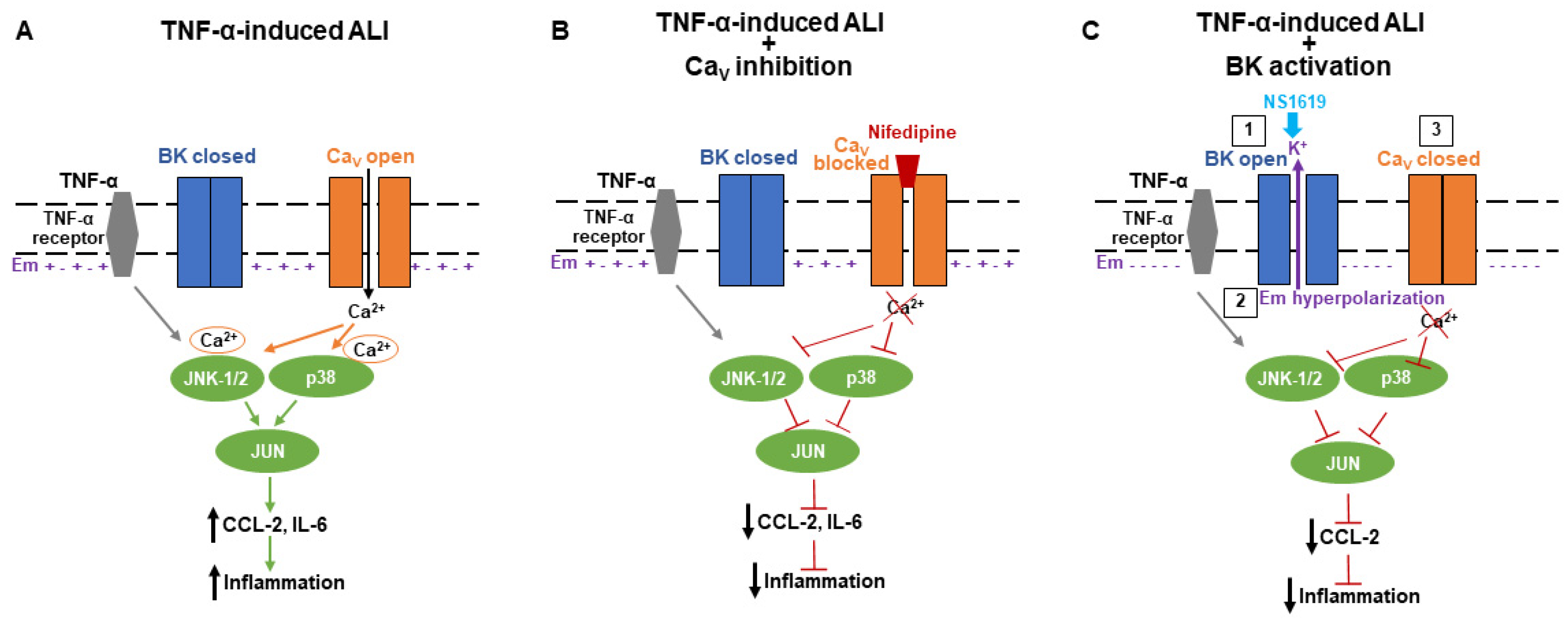 Ijms 24 04087 g005 Ijms 24 04087 g005