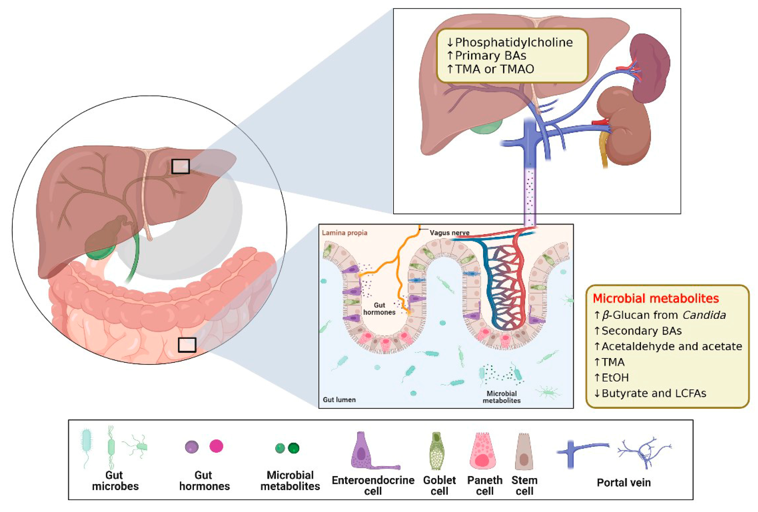 IJMS Free Full Text The Gut Organ Axis Concept: Advances the