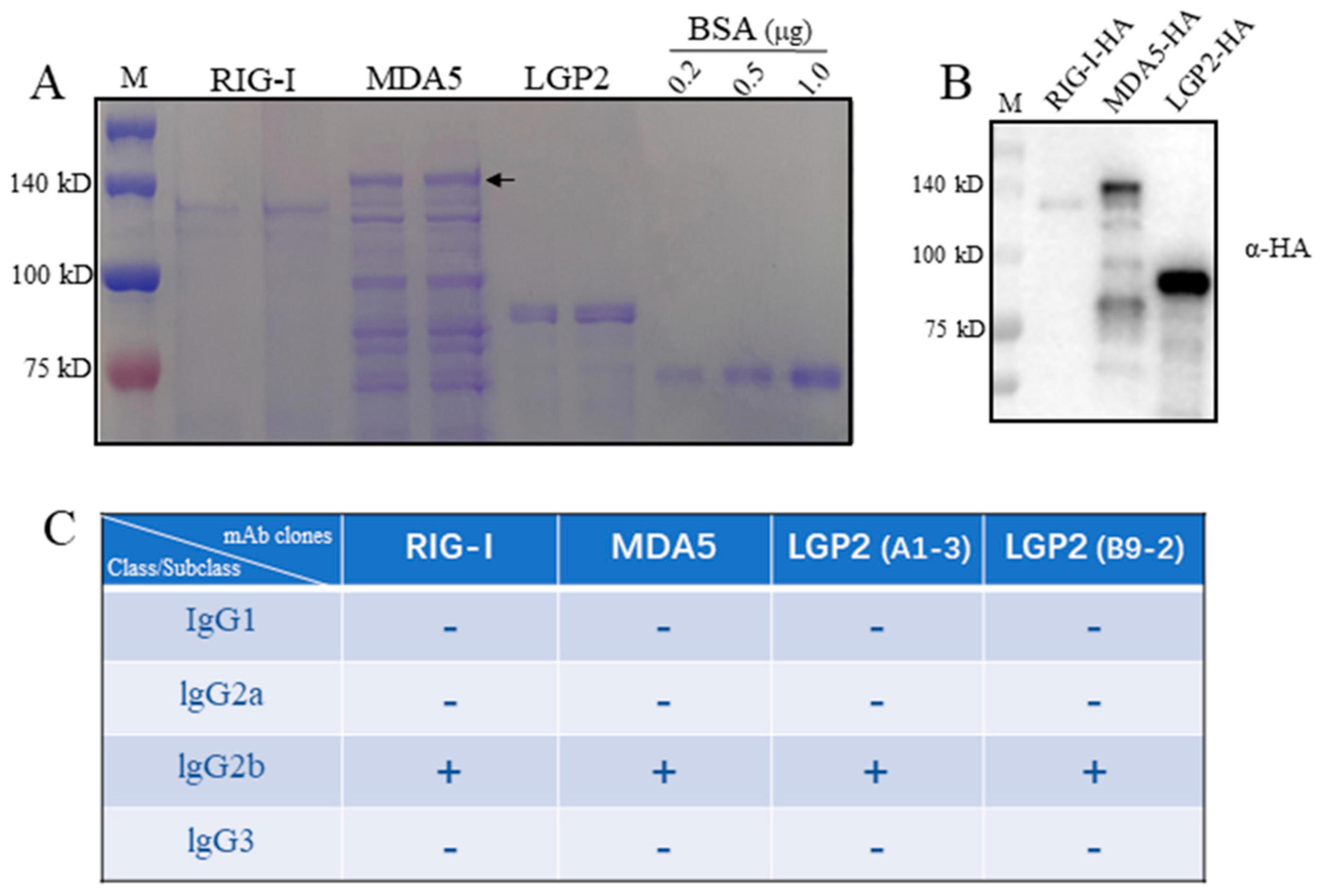 Ijms 24 04118 g001 Ijms 24 04118 g001