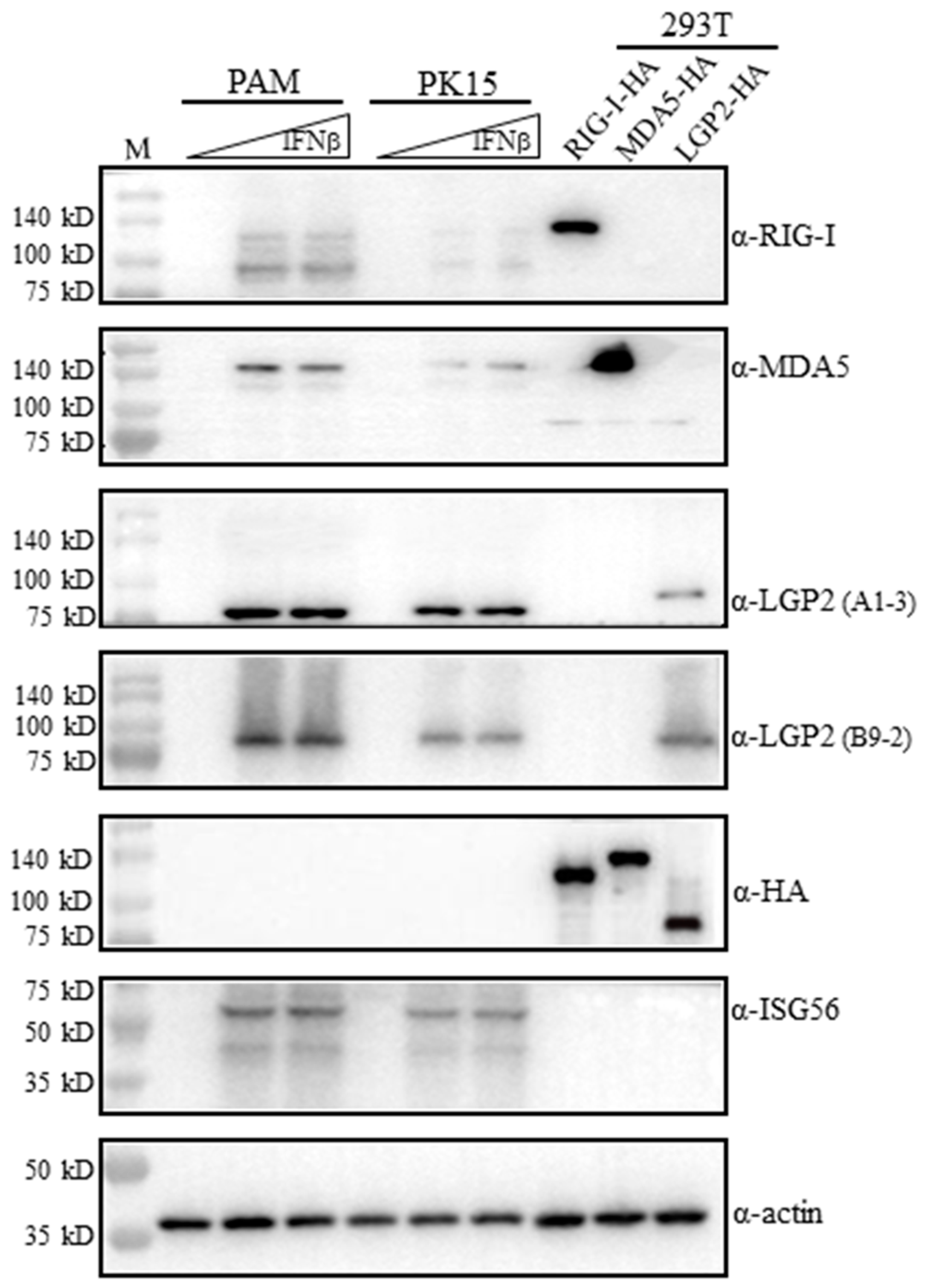 Ijms 24 04118 g002 Ijms 24 04118 g002