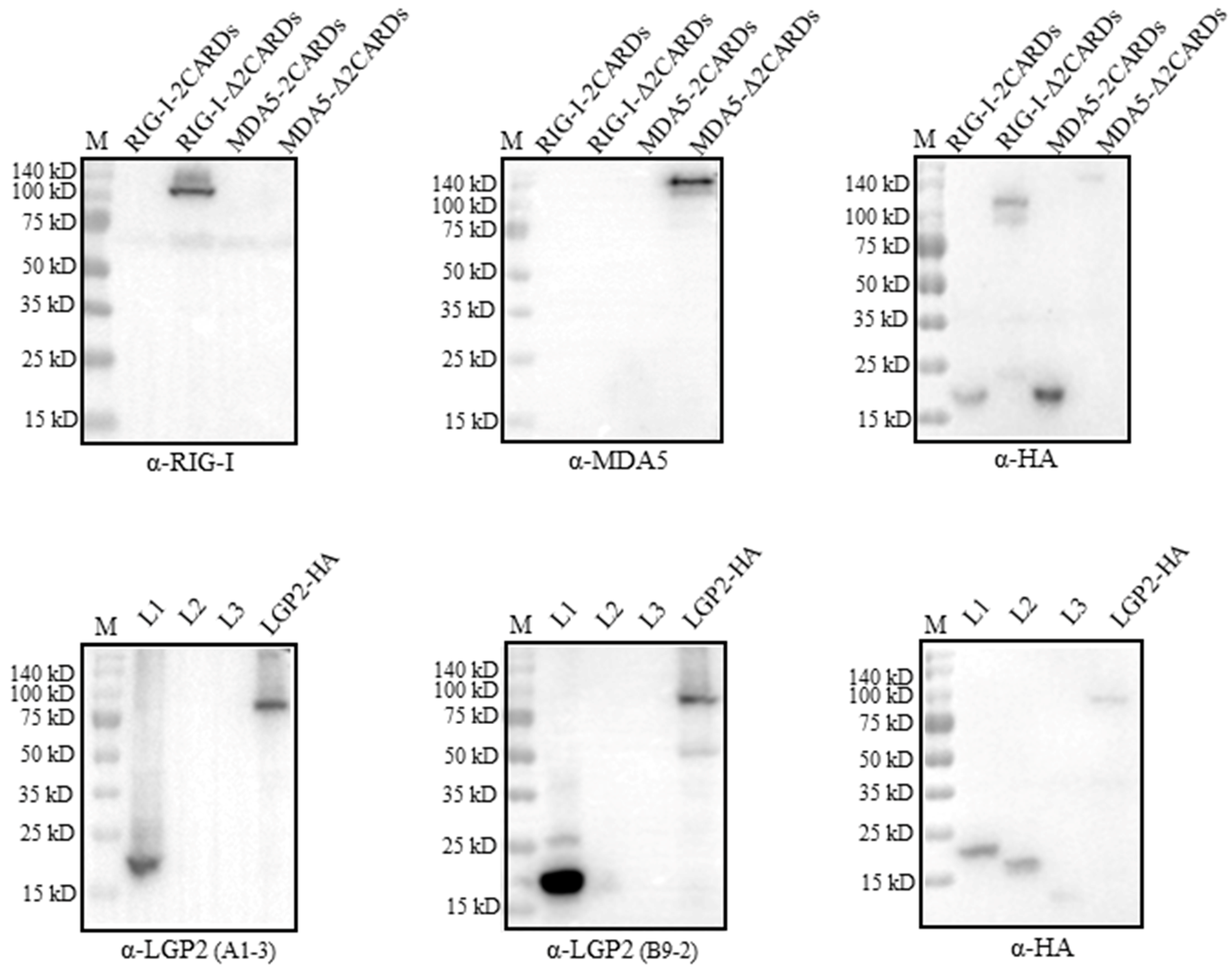 Ijms 24 04118 g004 Ijms 24 04118 g004