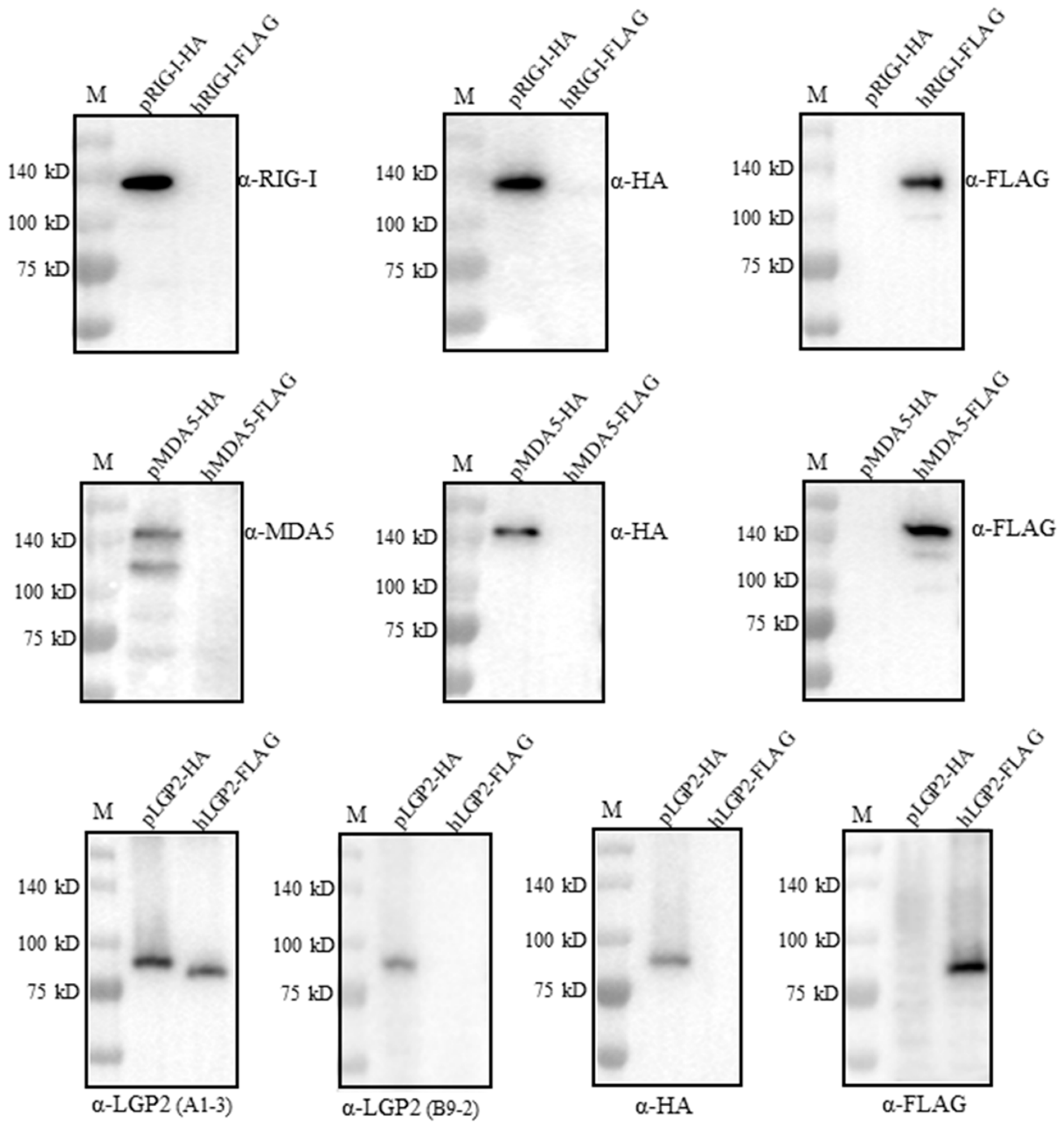 Ijms 24 04118 g005 Ijms 24 04118 g005