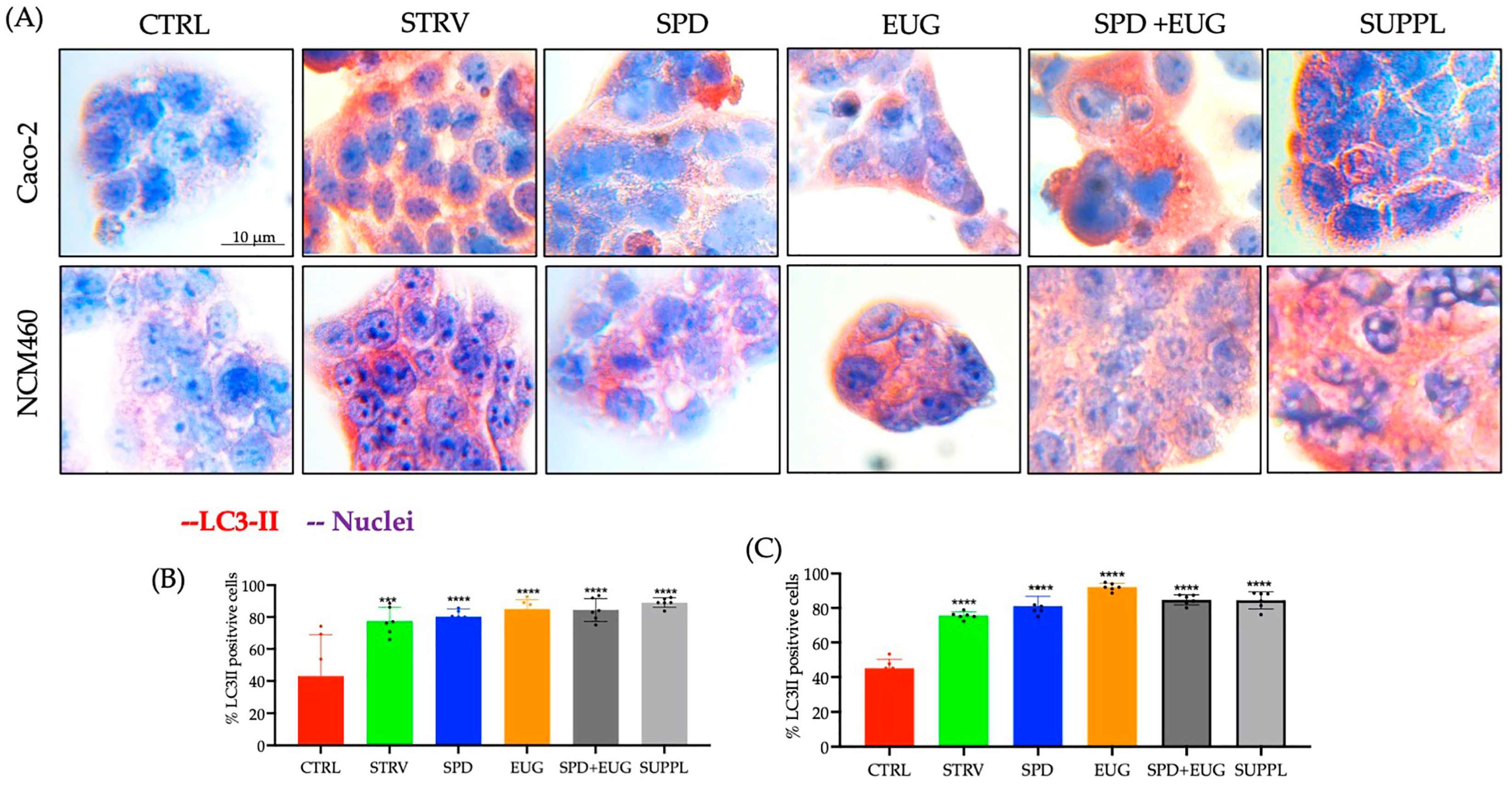 Ijms 24 04131 g002 Ijms 24 04131 g002
