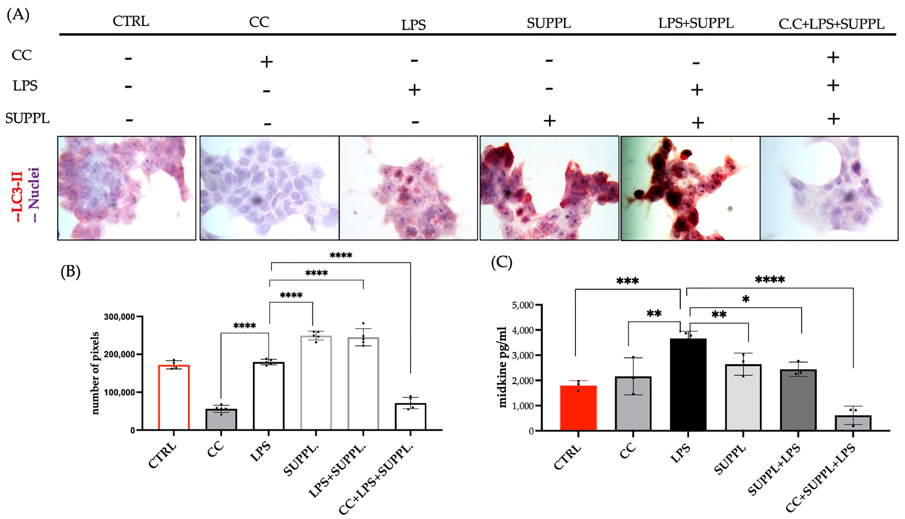 Ijms 24 04131 g008 Ijms 24 04131 g008